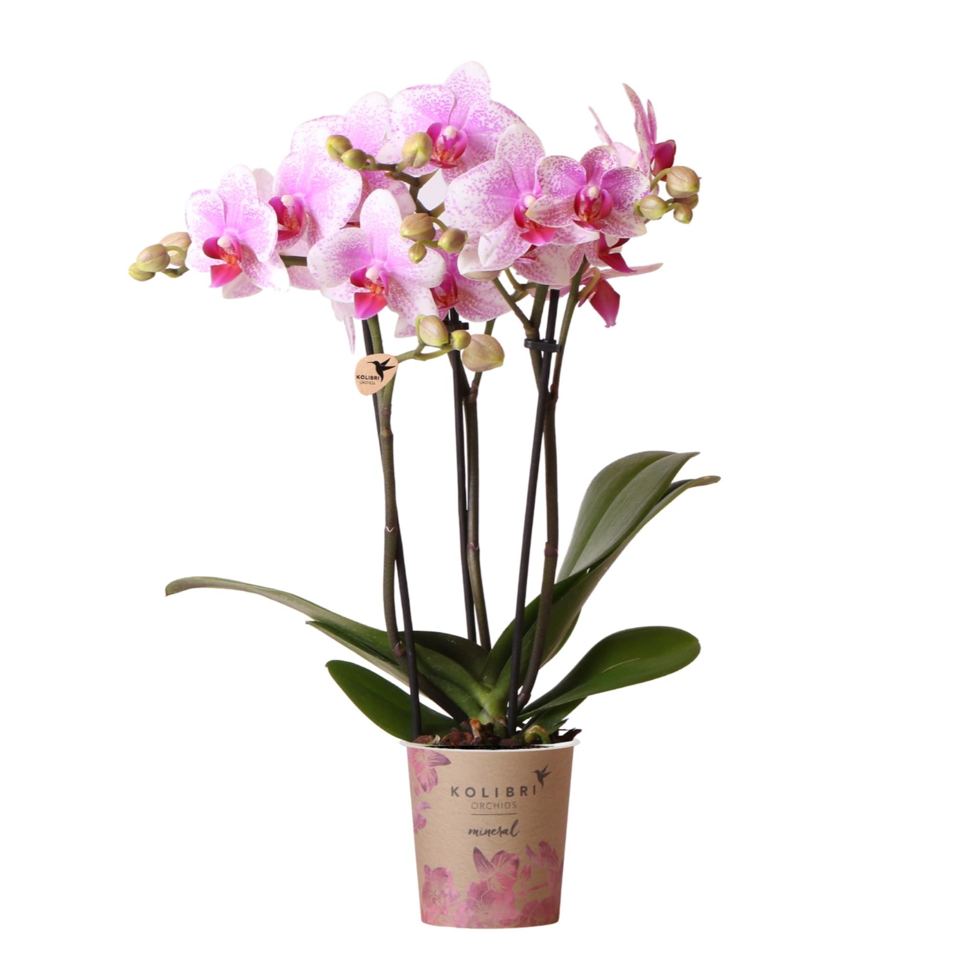 Rosa Phalaenopsis Orchidee - Mineral Rotterdam - Topfgröße Ø9cm | blühende Topfpflanze - frisch vom Züchter