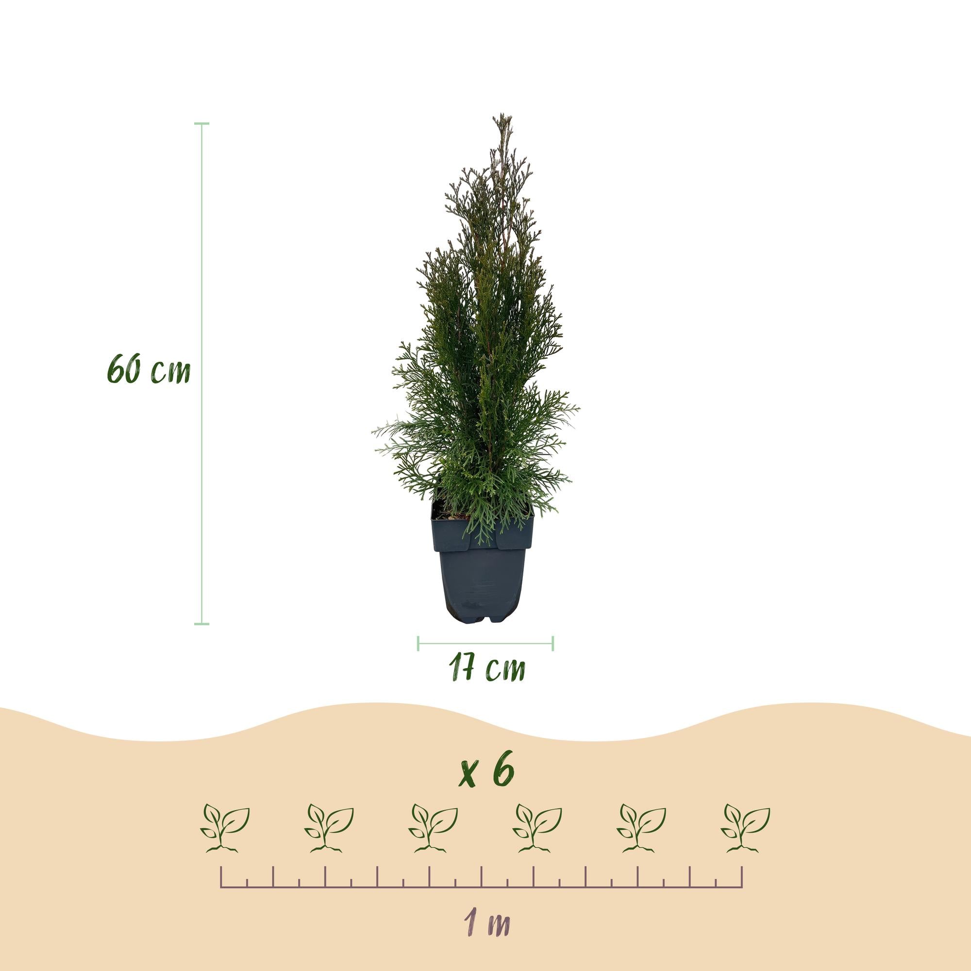 6x Thuja - Thuja occidentalis Smaragd | 6 Pflanzen - 1 laufender Meter | Topf 17cm - Höhe 60cm
