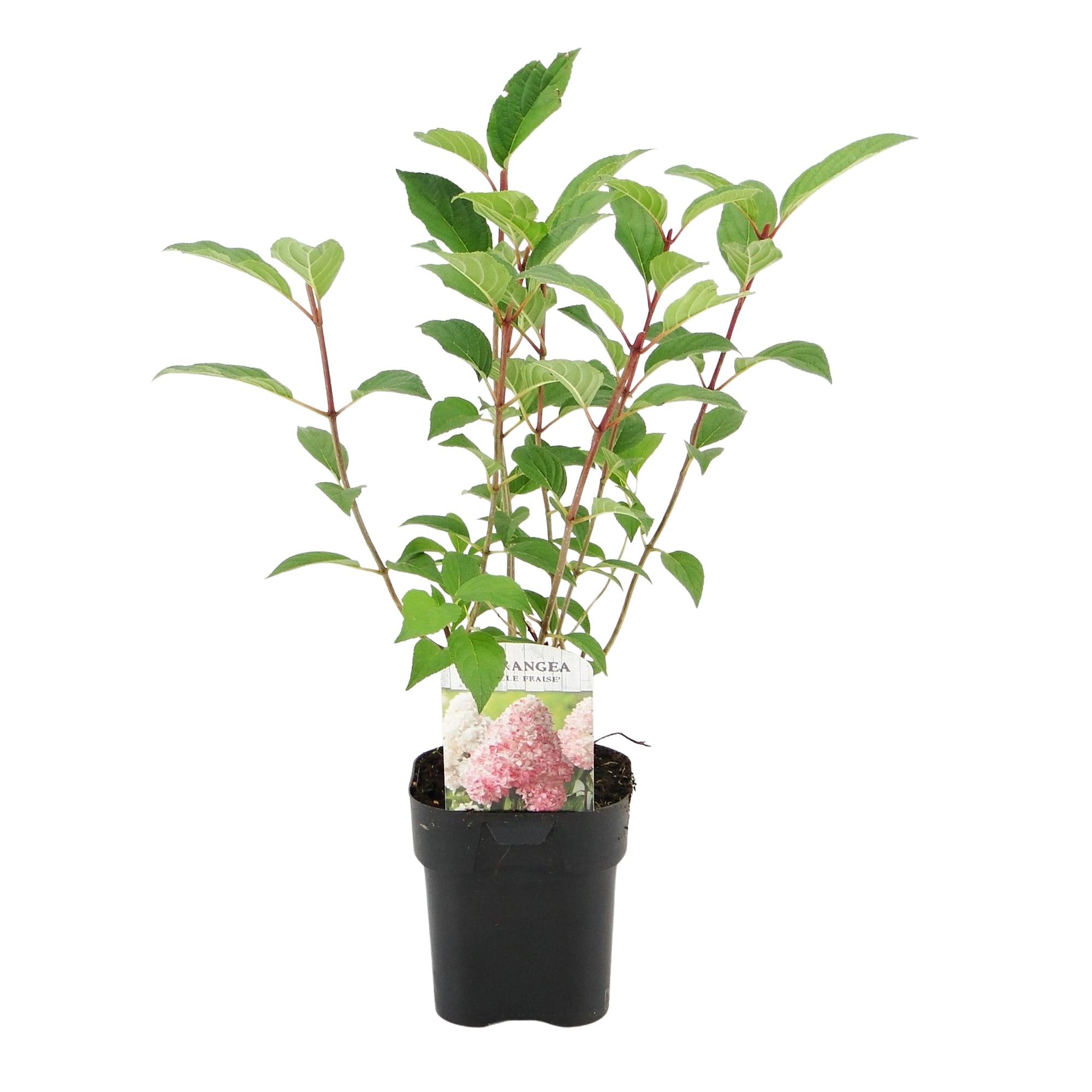Rispenhortensie 'Vanille Fraise' - Hydrangea panniculata Vanille Fraise | Topf 17cm Höhe 50cm