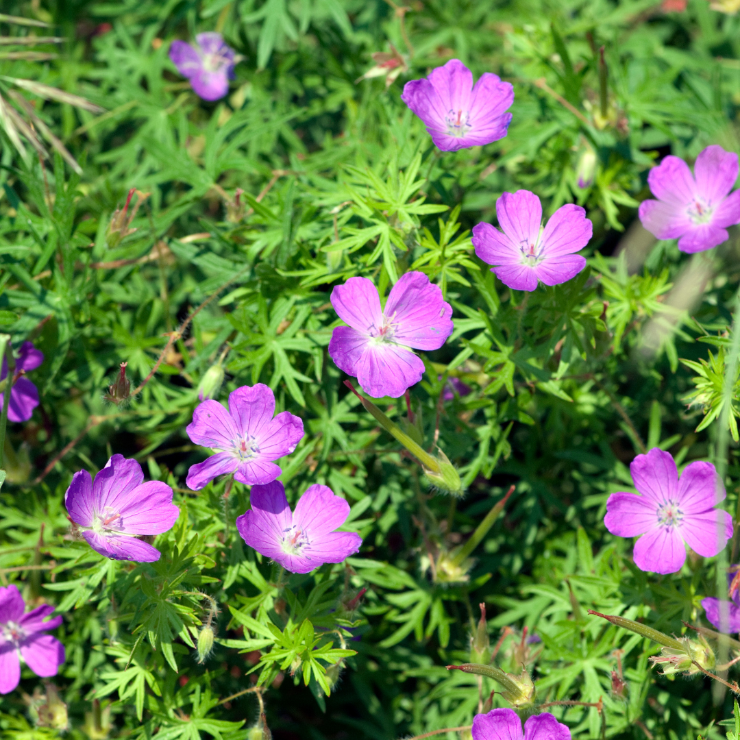 48x Blut-Storchschnabel - Geranium sanguineum | 10-25 cm | Ø9 cm