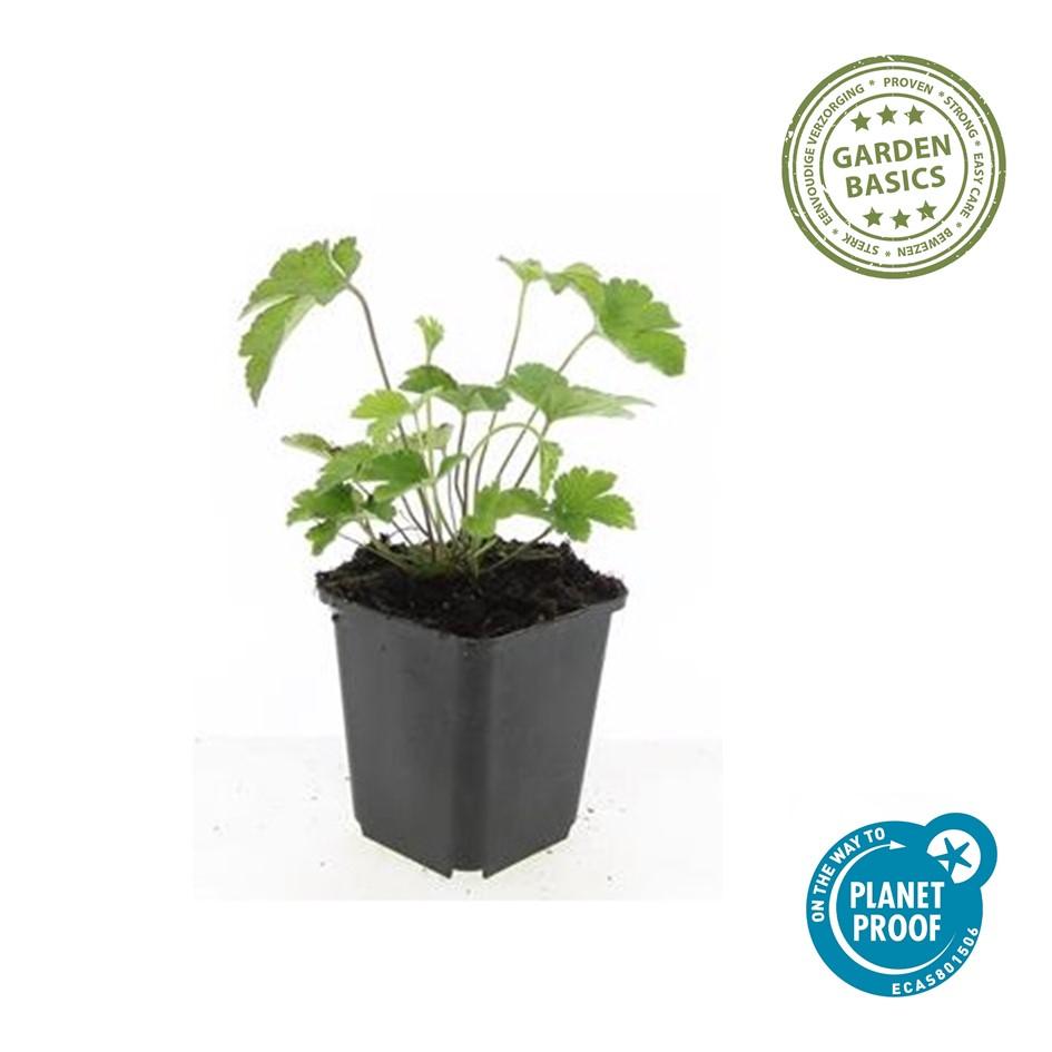 24x Japanische Herbstanemone - Anemone tom. 'Robustissima' | ↕10-25cm | Ø9cm