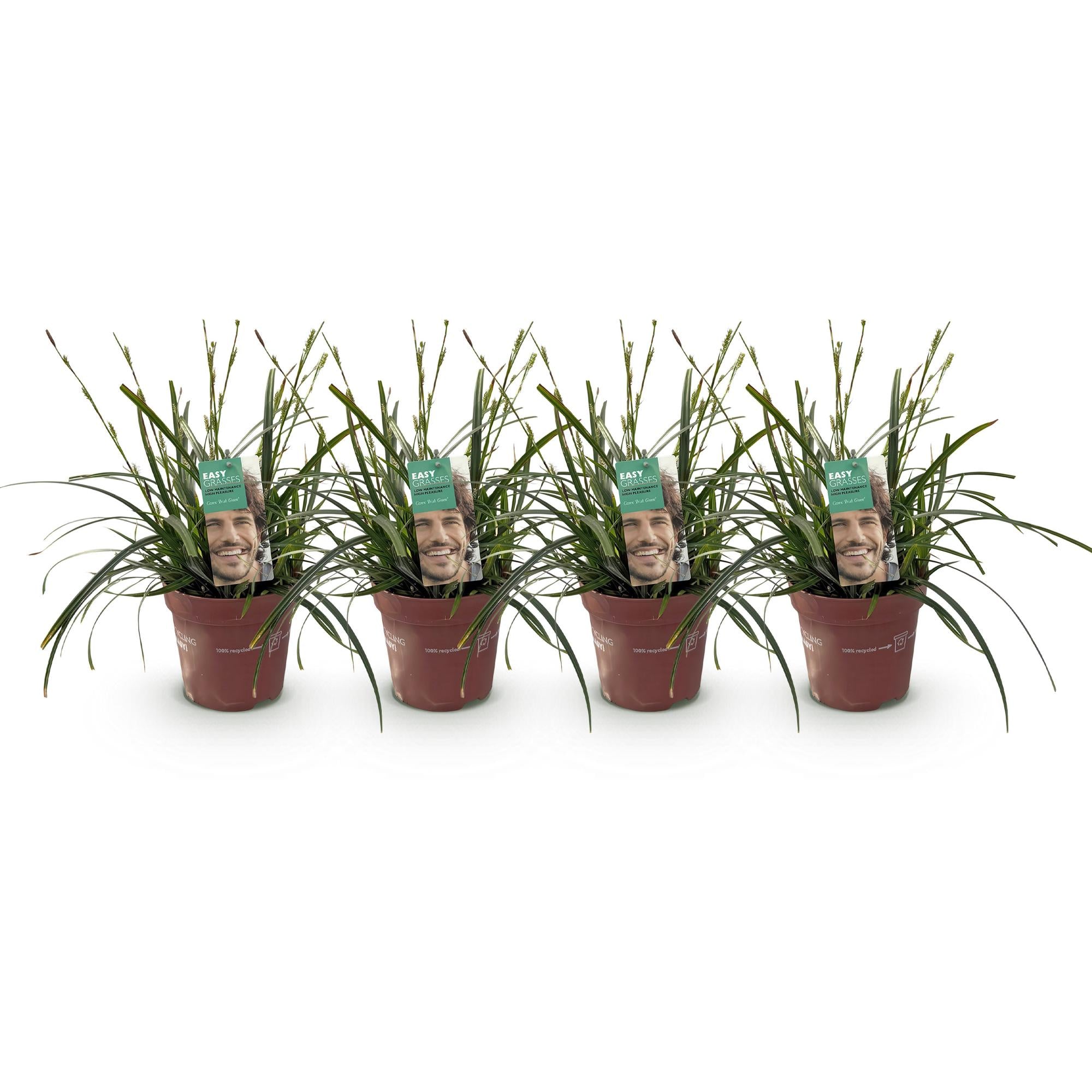 4x Japan-Segge - Carex oshimensis Intense Green | 50 cm | Ø17 cm