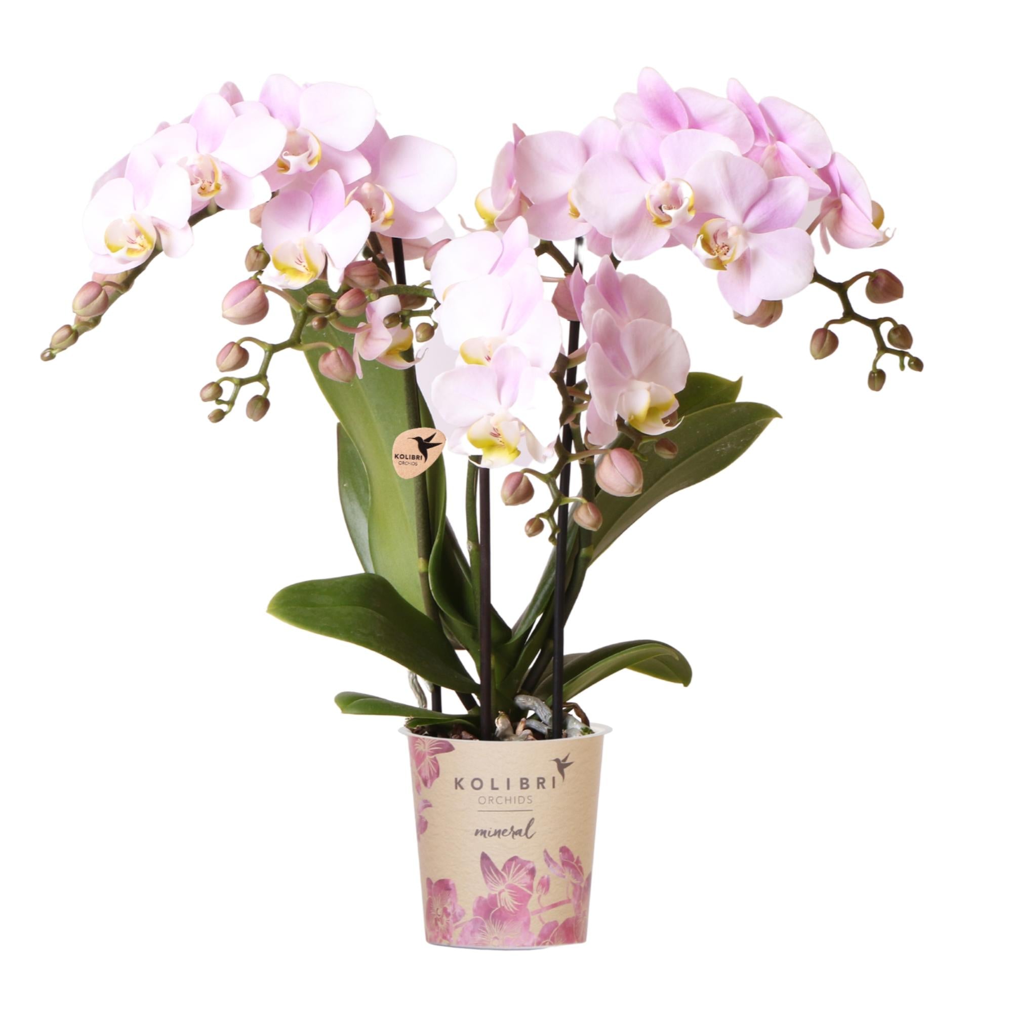 Rosa Phalaenopsis Orchidee - Portugal - Topfgröße Ø9cm | Blühende Zimmerpflanze - Frisch vom Züchter