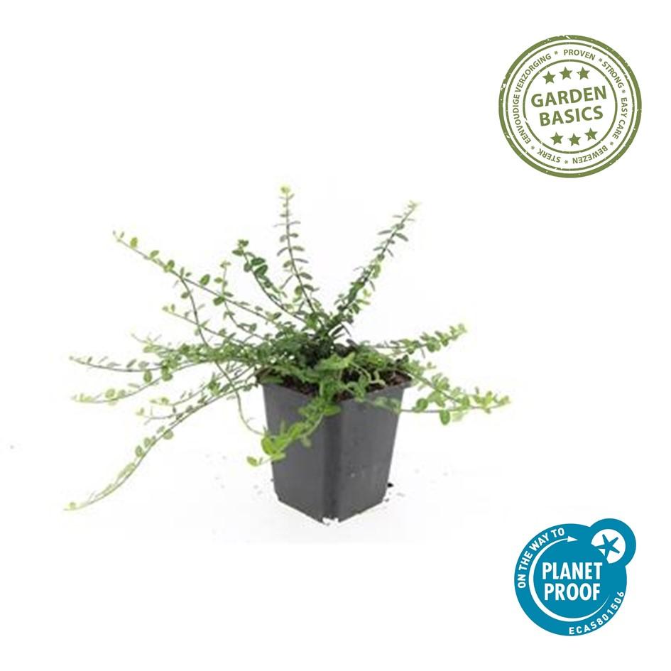 24x Zwergspindelstrauch - Euonymus fort. 'Minimus' | 10-25cm | Ø9cm