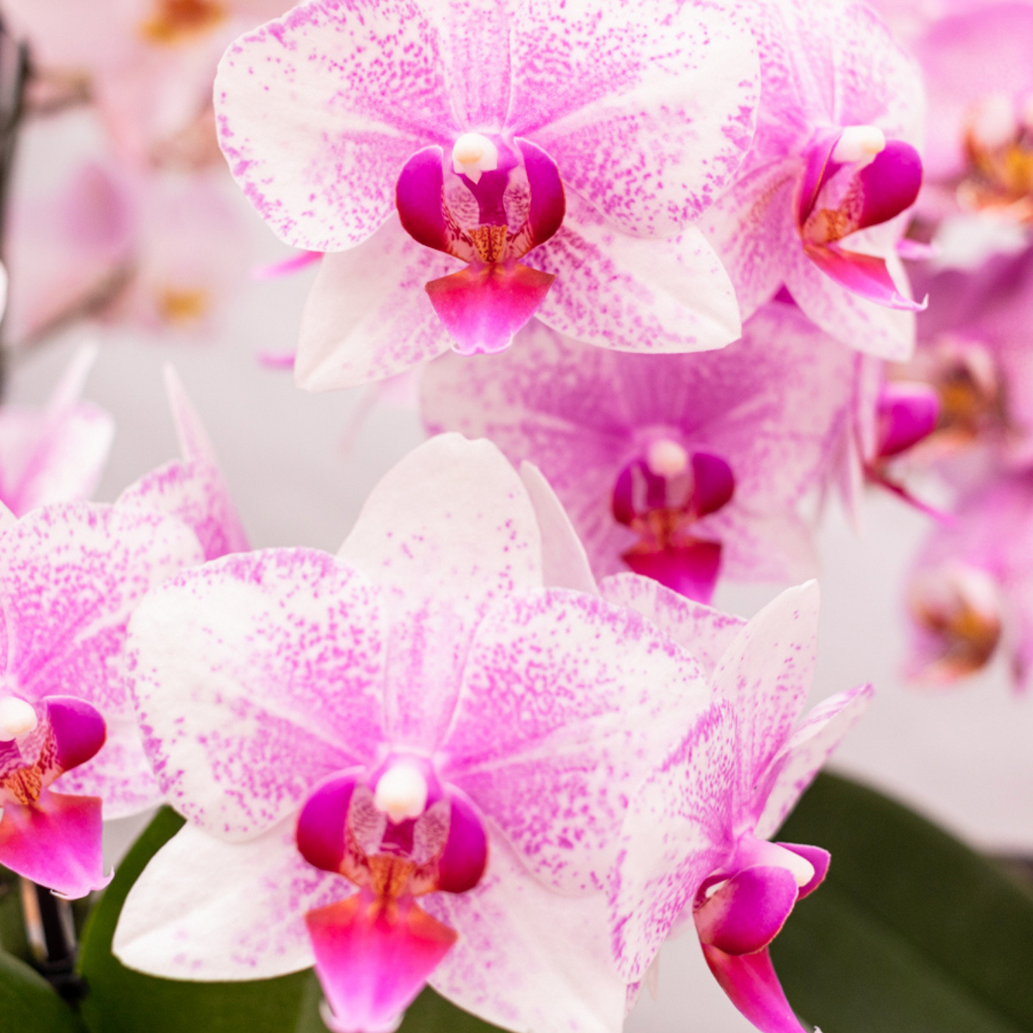 Rosa Phalaenopsis Orchidee - Mineral Rotterdam - Topfgröße Ø9cm | blühende Topfpflanze - frisch vom Züchter