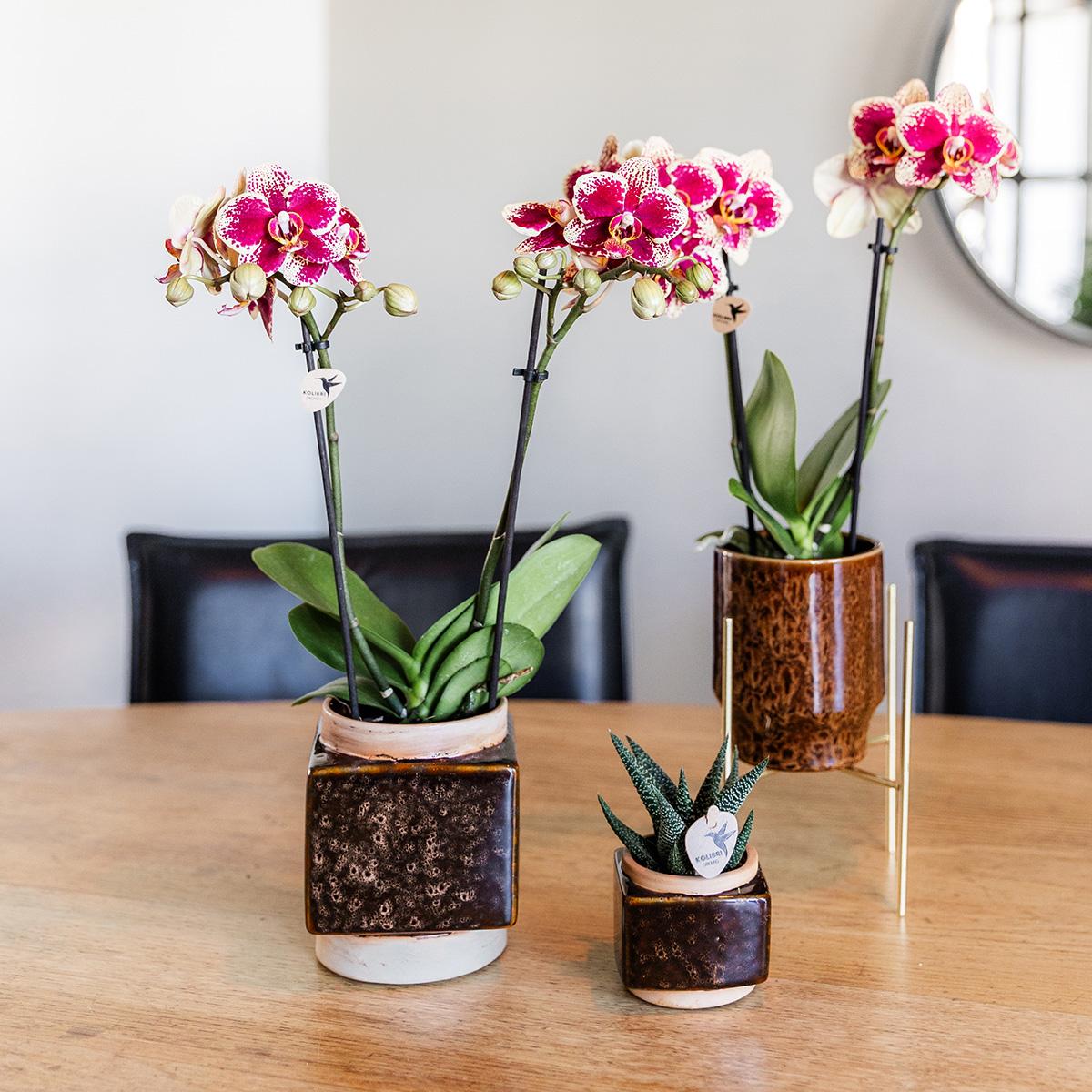 Gelbe rote Phalaenopsis-Orchidee - Spanien - Topfgröße Ø9cm | blühende Zimmerpflanze - frisch vom Züchter