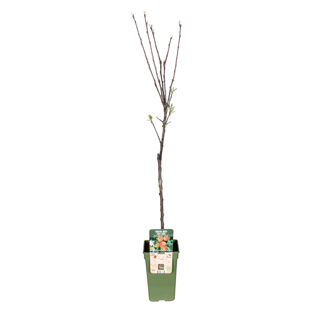 Apfelbaum Elstar - Malus Domestica Elstar | Ø19cm - 60cm