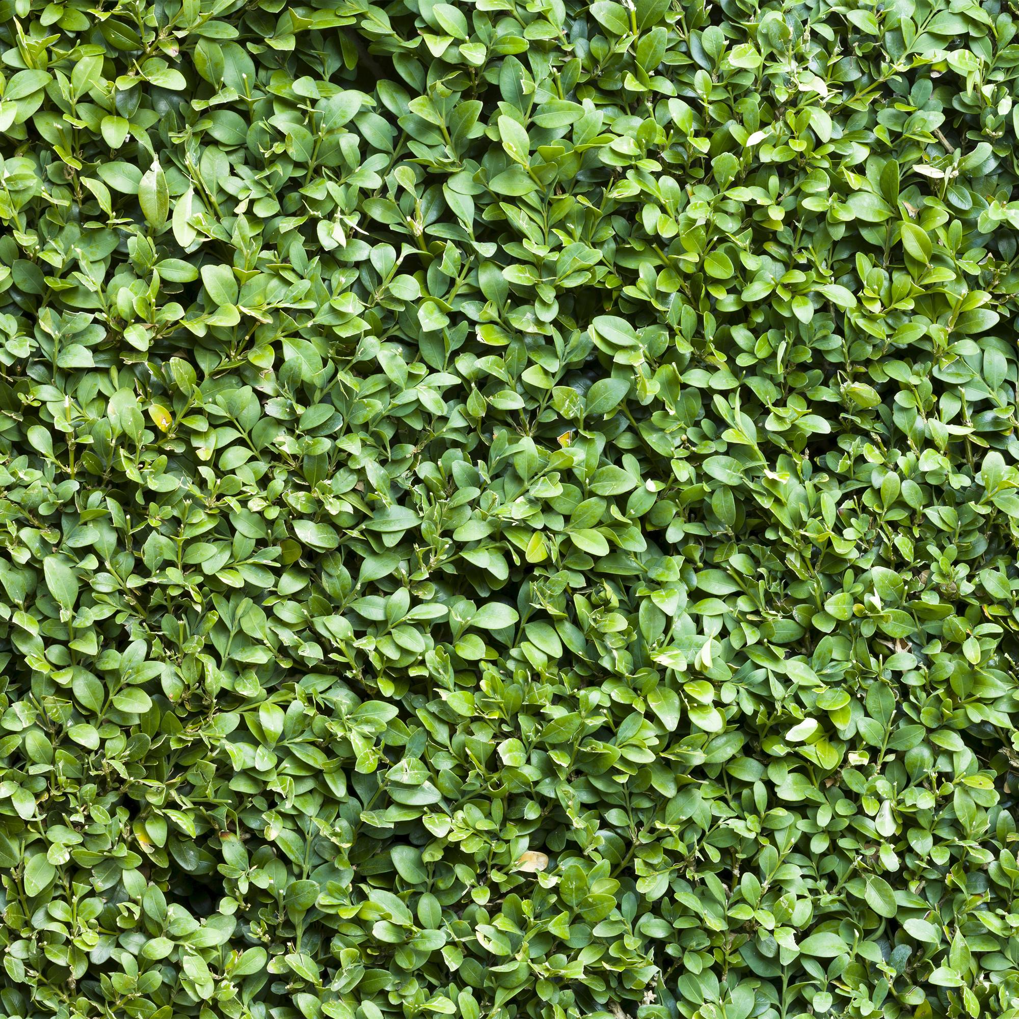 6x Buchsbaum - Buchs - Buxus sempervirens | 6 Pflanzen - 1 laufender Meter | Topf 17cm- Höhe 45cm