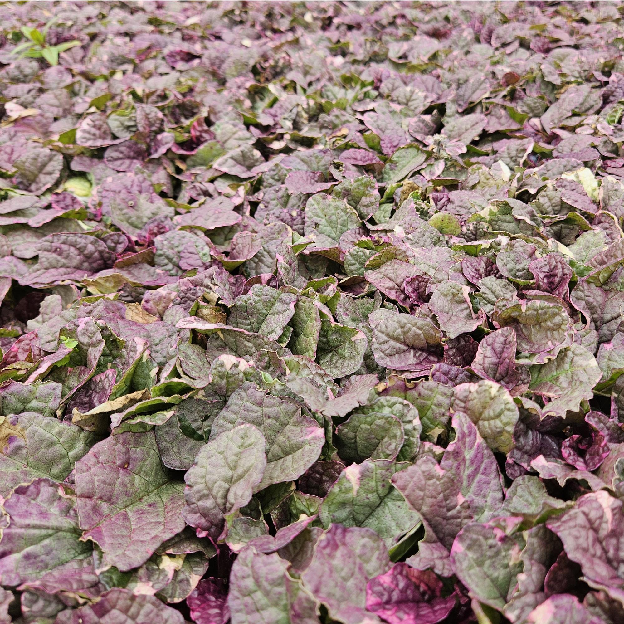 48x Kriechender Günsel - Ajuga reptans 'Burgundy Glow' | ↕10-25cm | Ø9cm