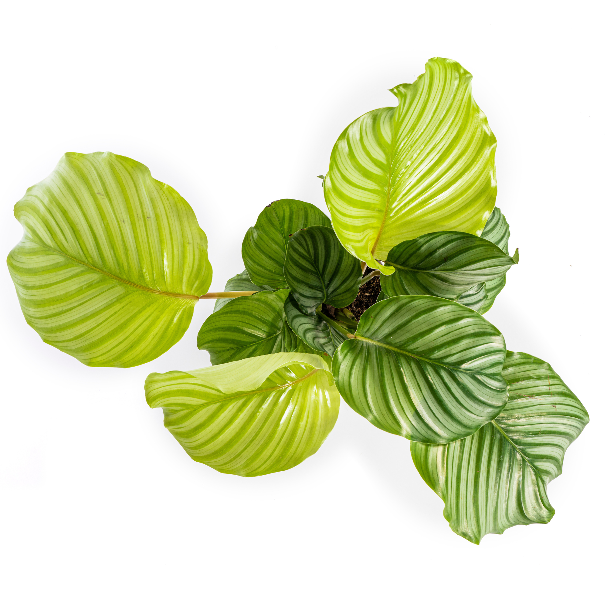 Korbmarante - Calathea Orbifolia | 40 - 50cm | Ø17cm