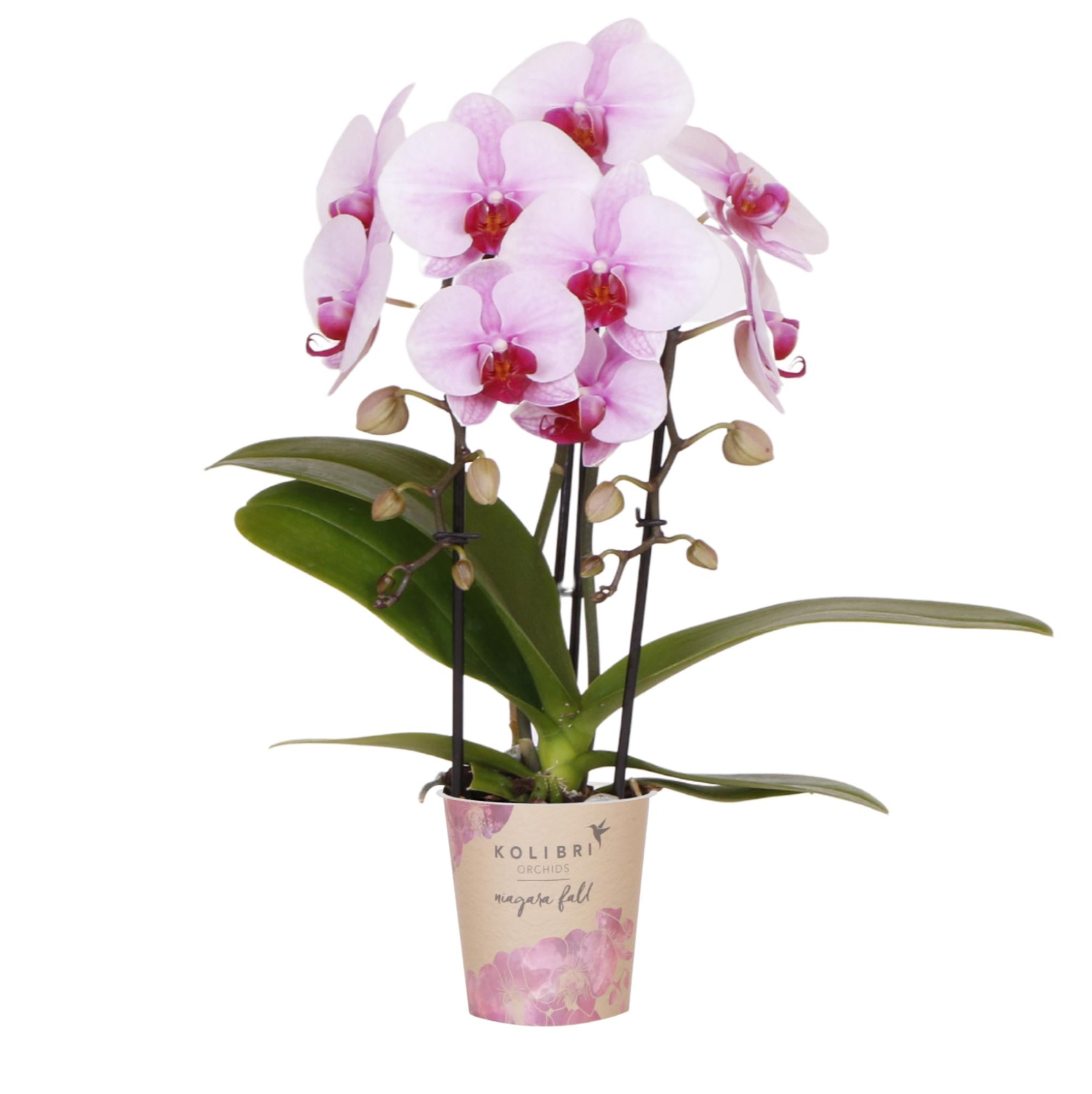 Rosa Phalaenopsis Orchidee - Niagara Fall - Topfgröße Ø9cm | blühende Zimmerpflanze - frisch vom Züchter