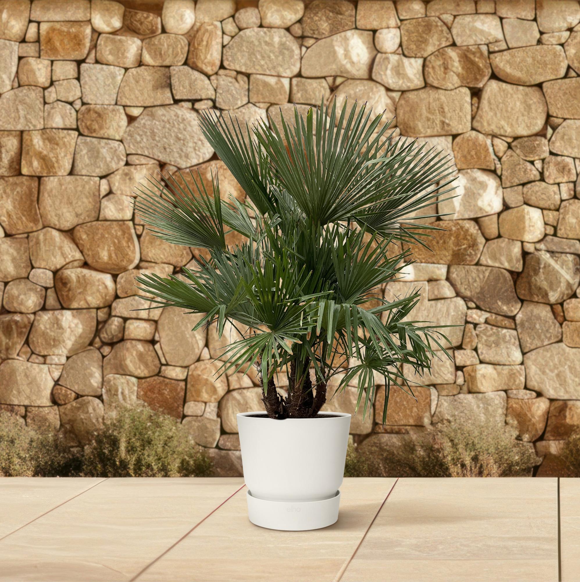 Trachycarpus Multistamm - Chinesische Hanfpalme | 230 cm | Ø50 cm