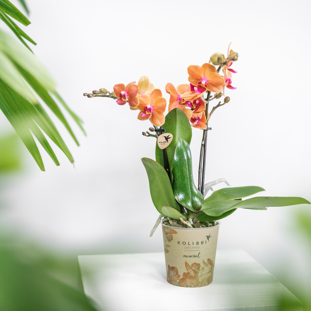 Orange Phalaenopsis Orchidee - Mineral Bolzano - Topfgröße Ø9cm | blühende Topfpflanze - frisch vom Züchter