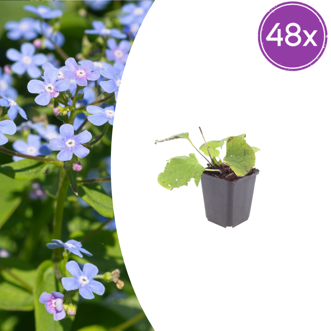 48x Kaukasisches Vergissmeinnicht - Brunnera macrophylla | 10-25 cm | Ø9 cm