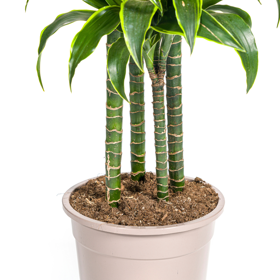Goldener Drachenbaum - Dracaena Deremensis Dorado | 170 - 190cm | Ø27cm