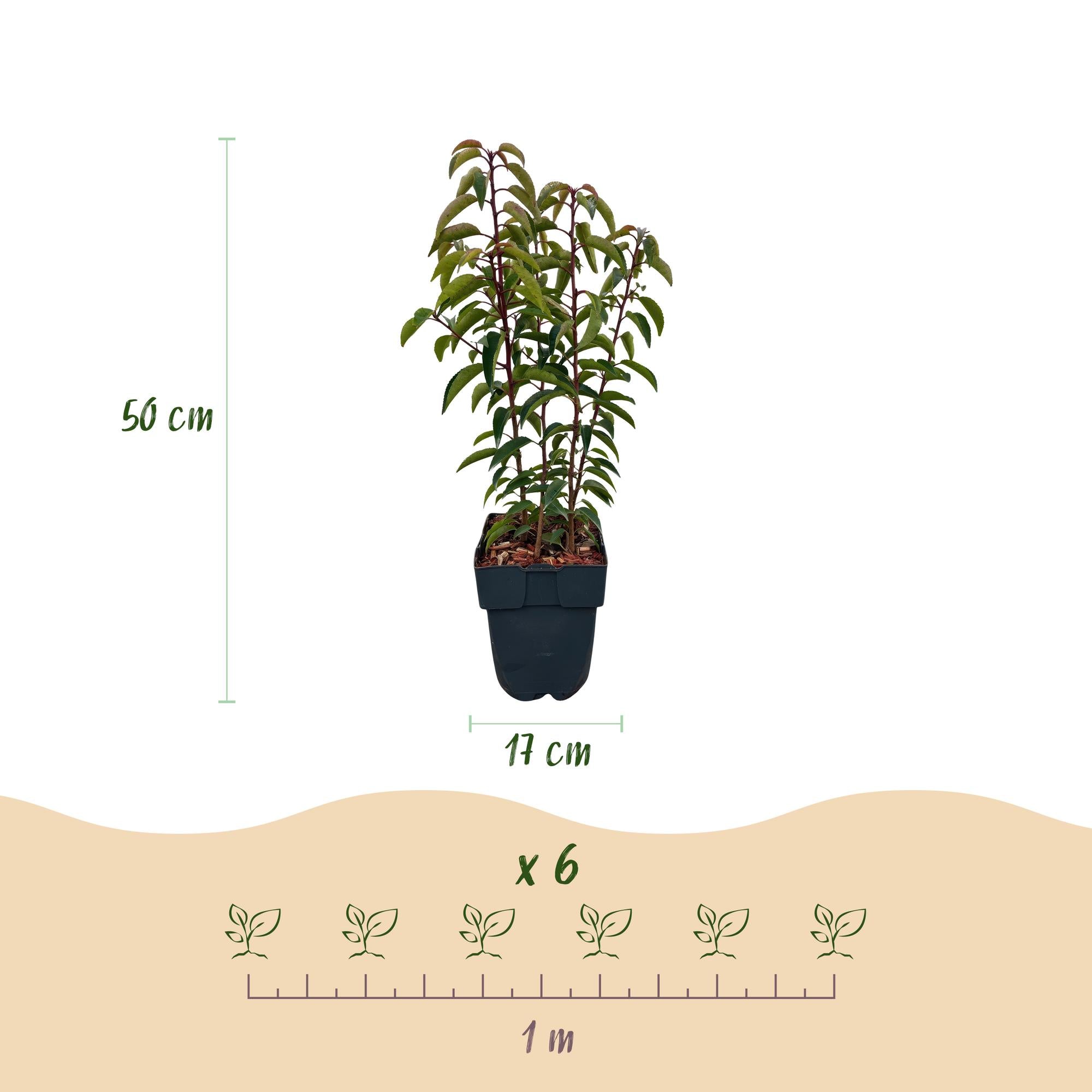 6x Kirschlorbeer - Prunus lusitanica Angustifolia | 6 Pflanzen - 1 laufender Meter | Topf 17cm - Höhe 50cm