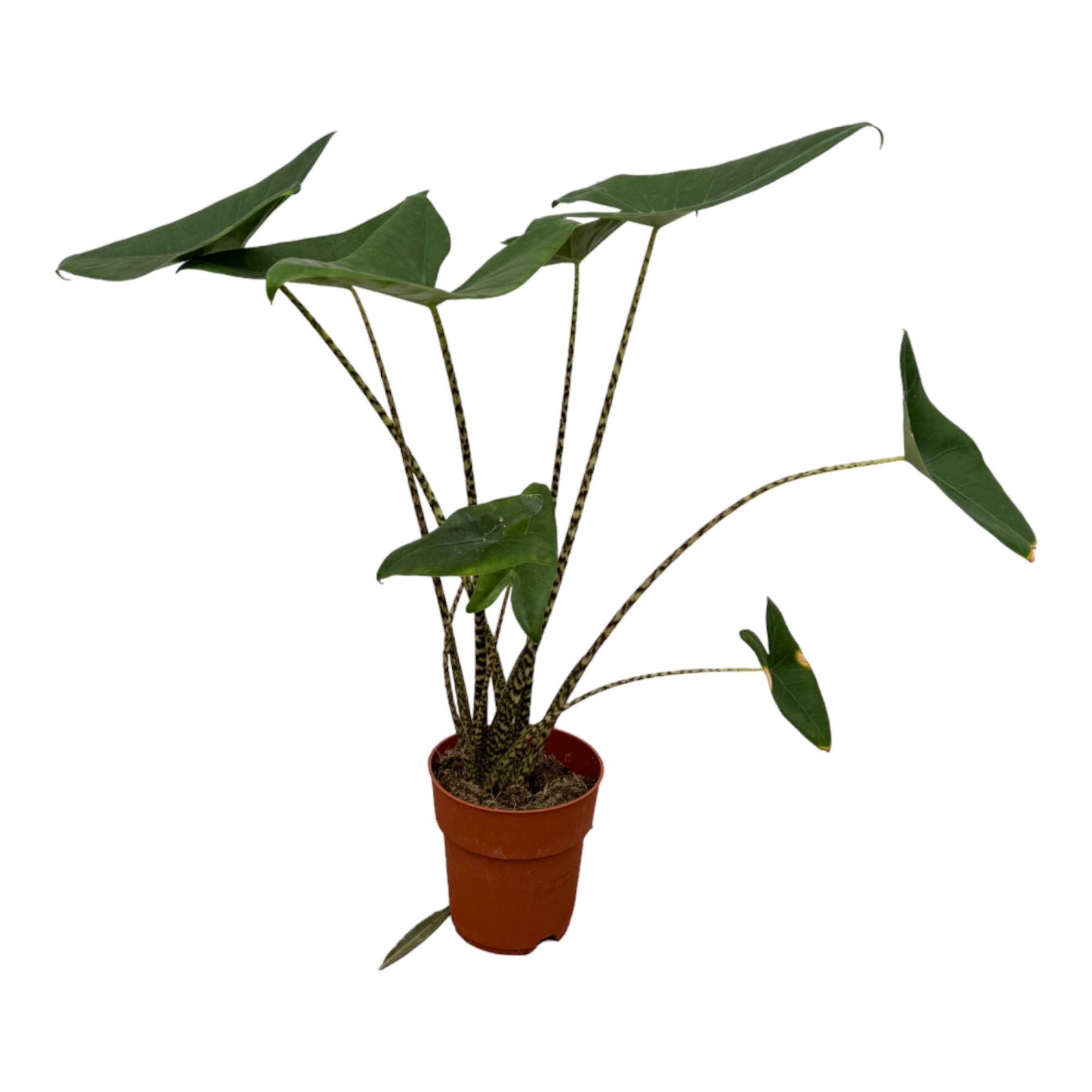 Zebrapflanze - Alocasia Zebrina | 80 cm | Ø21cm