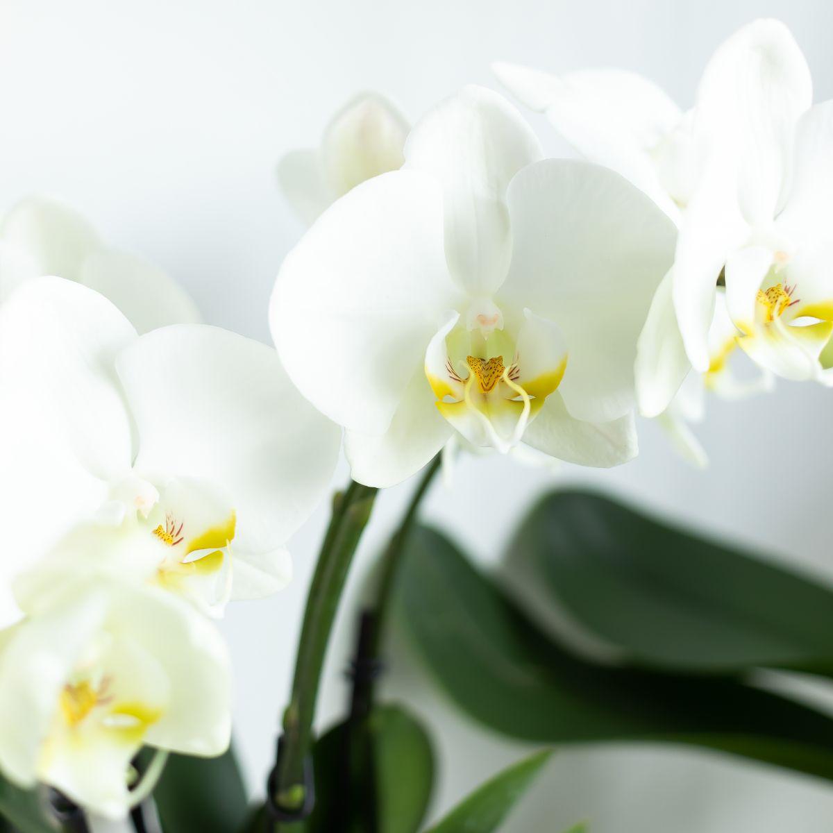 Weiße Phalaenopsis Orchidee Topfgröße - Jewel Ghent - Topfgröße Ø12cm | blühende Zimmerpflanze - frisch vom Züchter