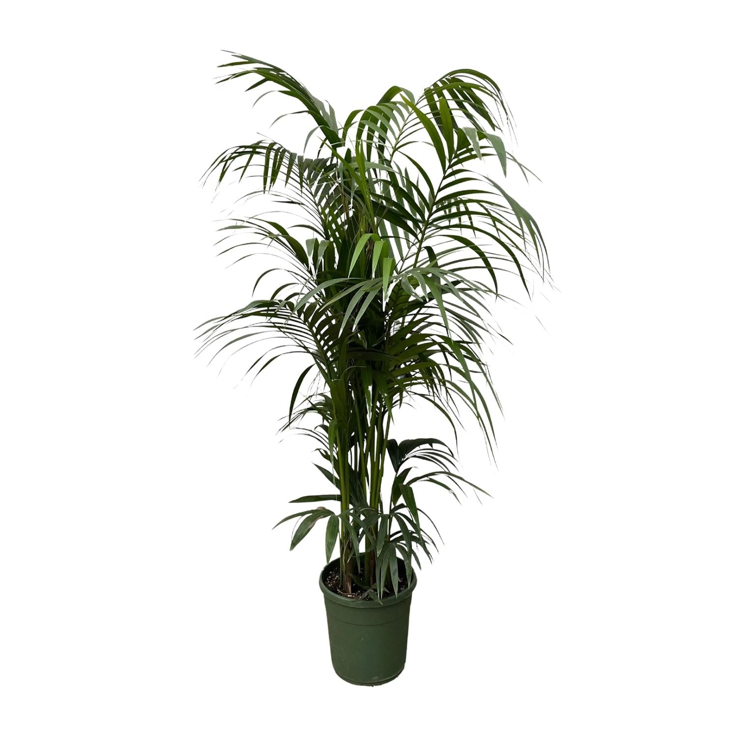 Kentiapalme – Howea Forsteriana | 220 cm | Ø38 cm