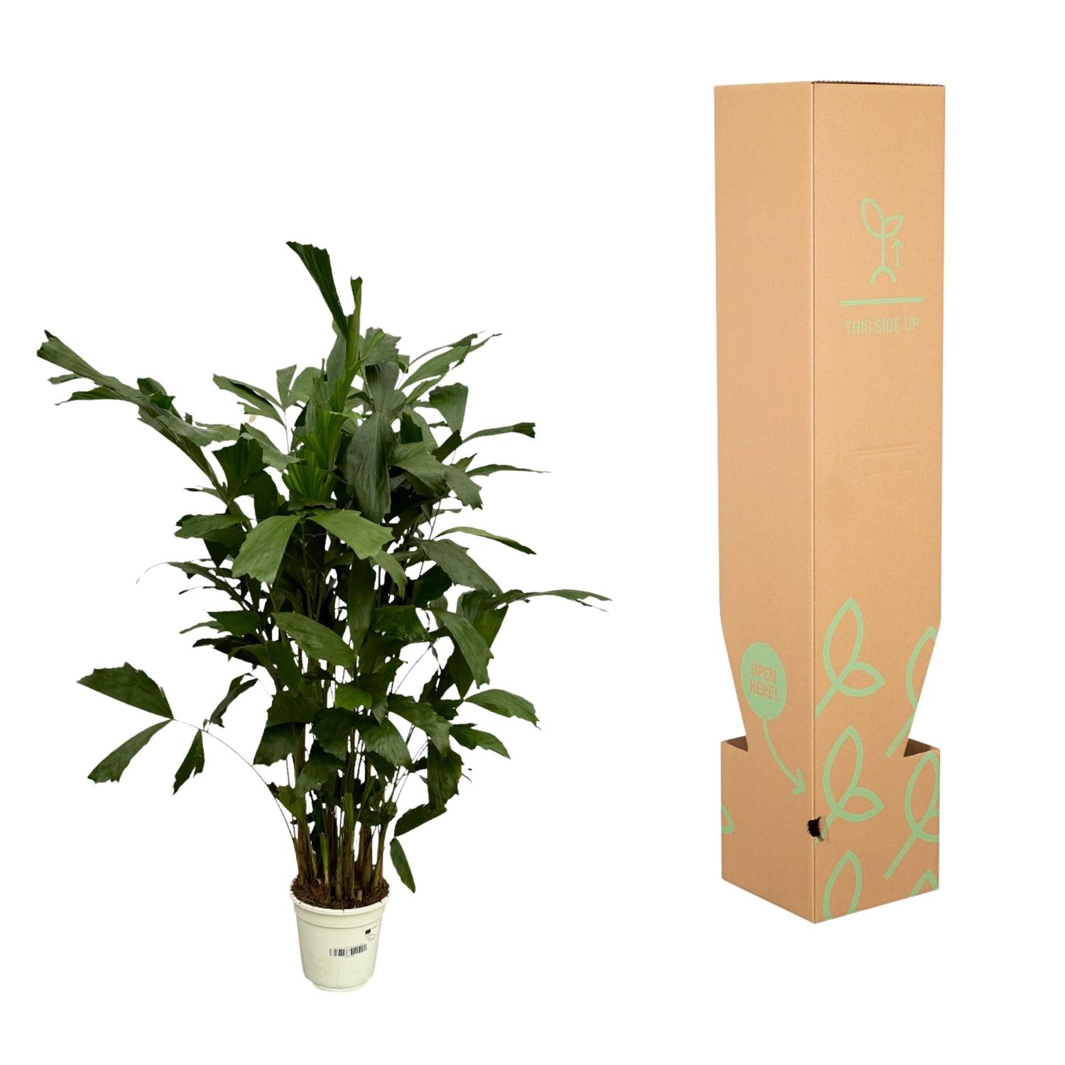Fischschwanzpalme - Caryota Mitis | 130 cm | Ø19 cm