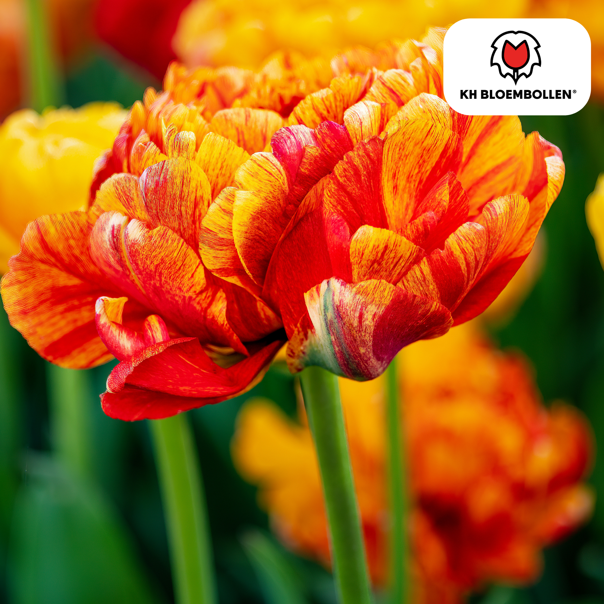 Tulpenzwiebeln Gudoshnik Double – 20 Stück | Größe 11/12