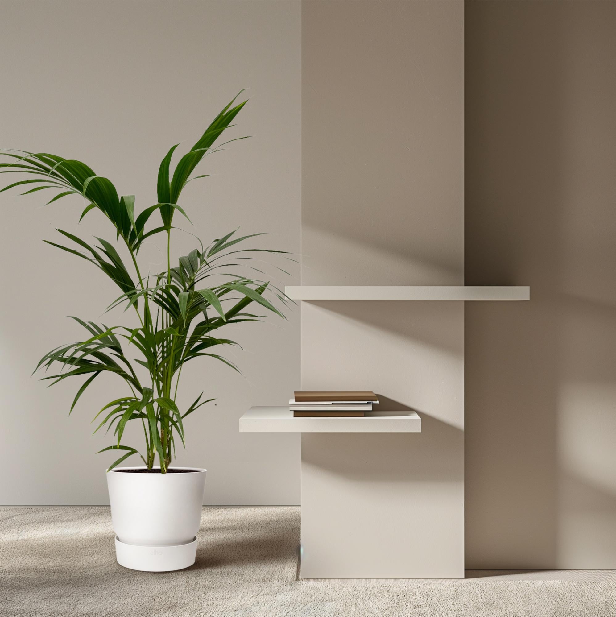 Kentiapalme - Kentia Palm | 130 cm | Ø21cm