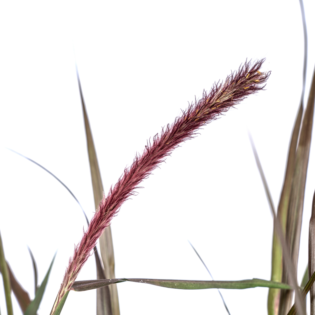 Lampenputzergras 'Chelsea' – Pennisetum x advena | 70–80 cm | Ø27 cm