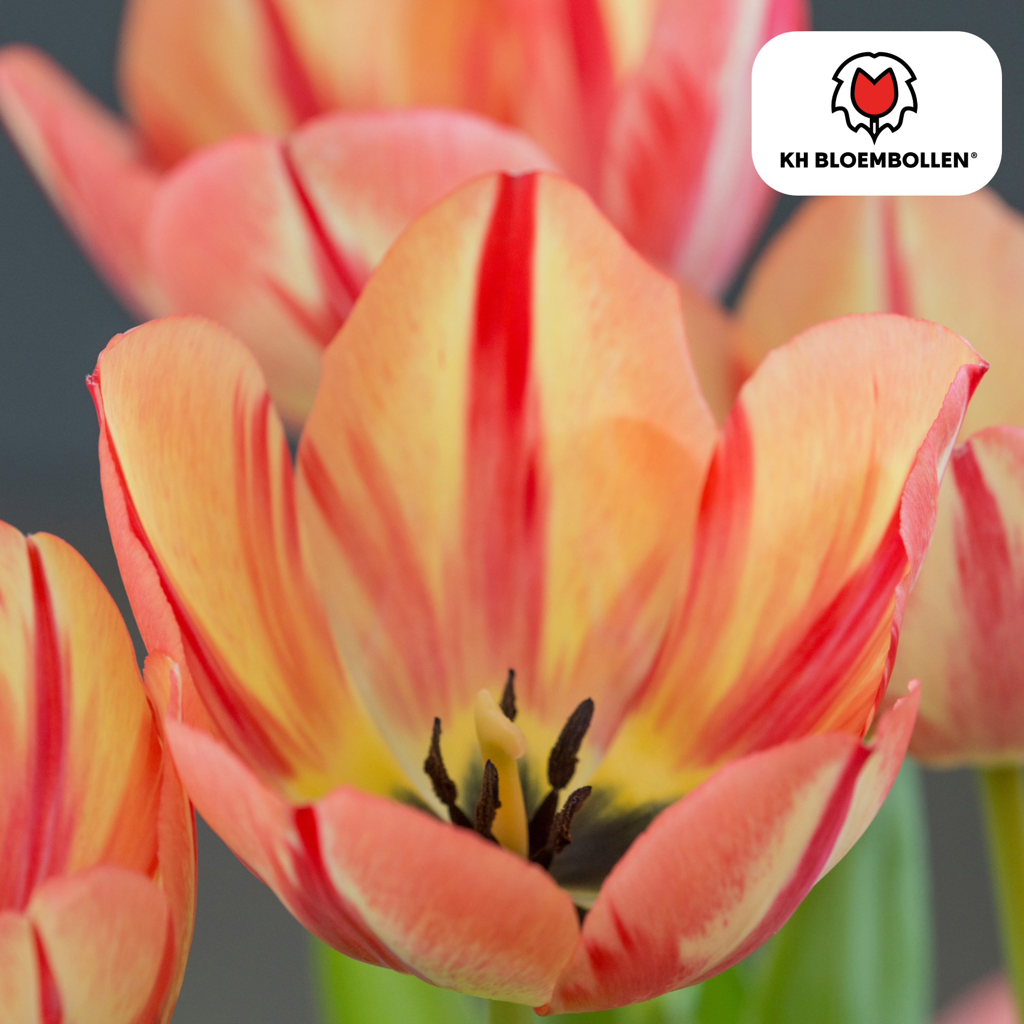 Tulpe Spring Break – Tulipa Spring Break | ca. 45–55 cm | 20 Zwiebeln Größe 11/12