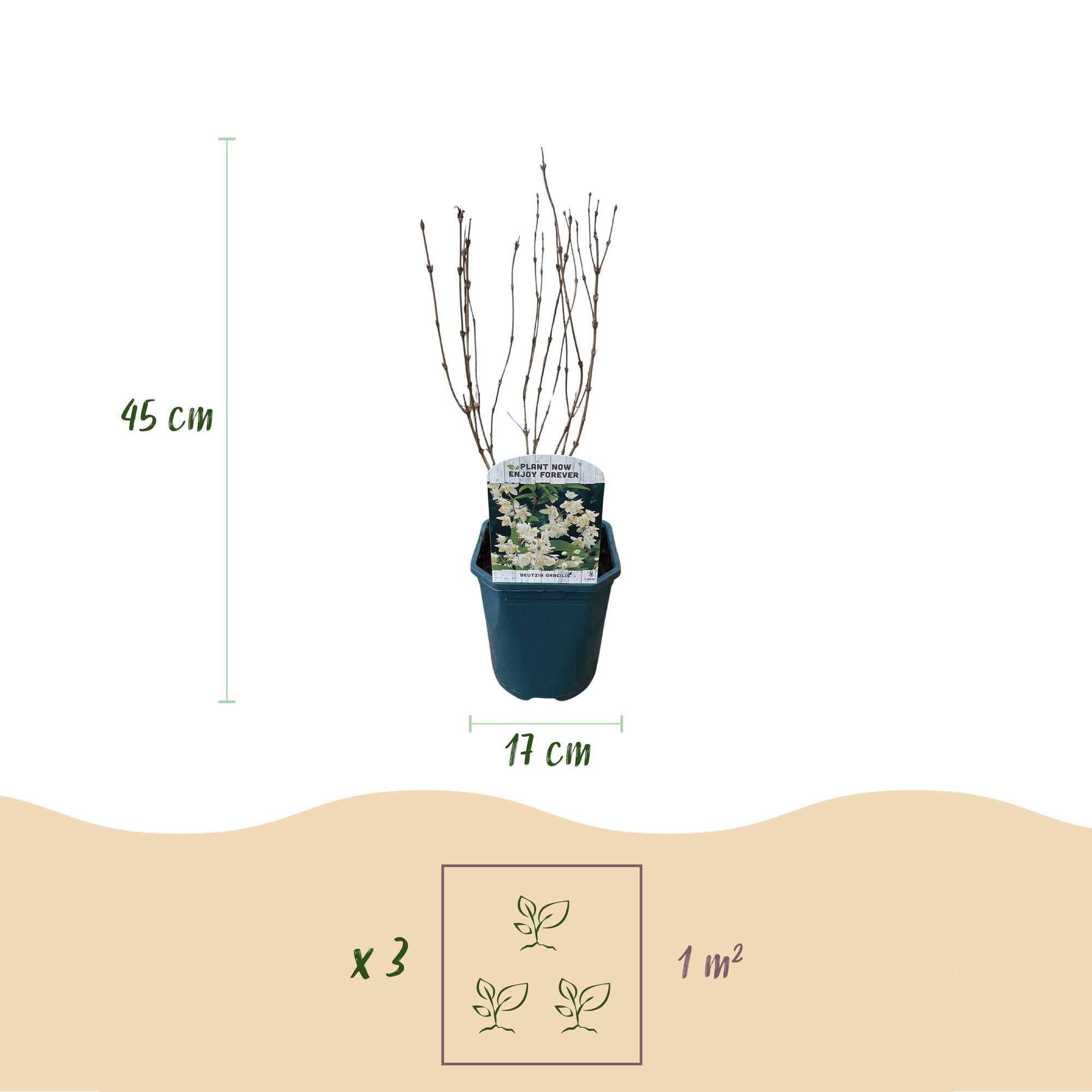 Maiblumenstrauch - Deutzia Gracilis | Topf 17cm Höhe 45cm