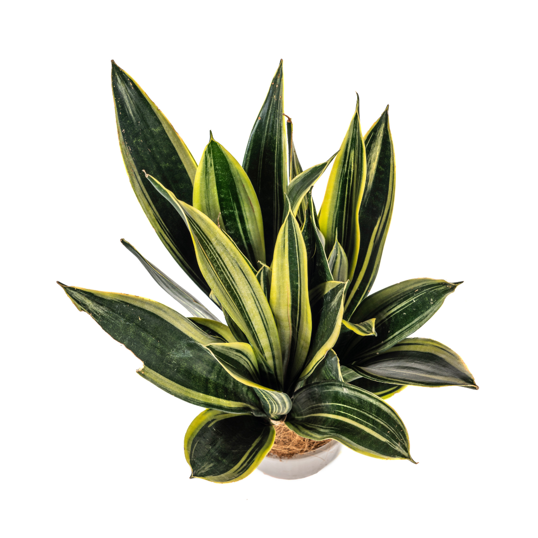 Bogenhanf - Schlangenpflanze - Sansevieria Trifasciata Canary | 45 - 55cm | Ø17cm