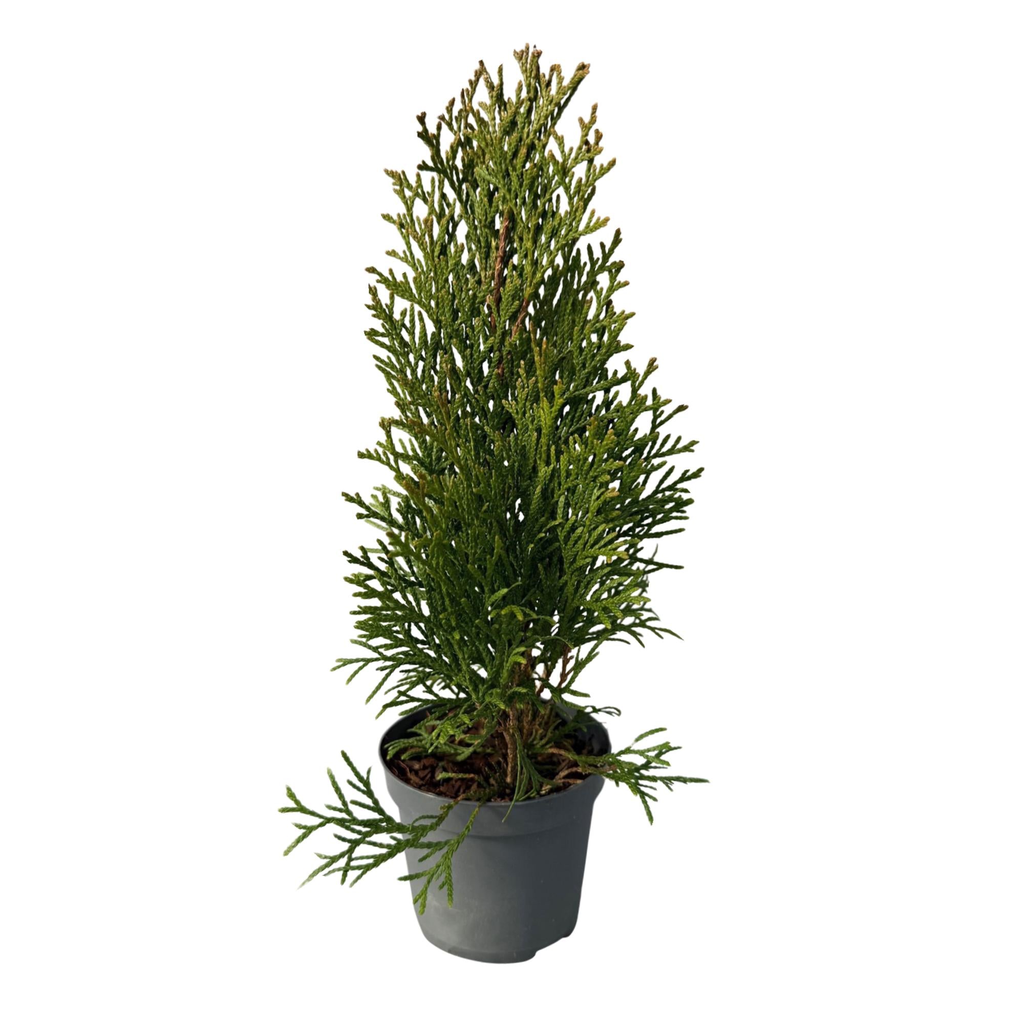 8x Thuja occidentalis Smaragd | 8 Pflanzen - 1 laufender Meter | Topf 9cm - Höhe 30-35cm