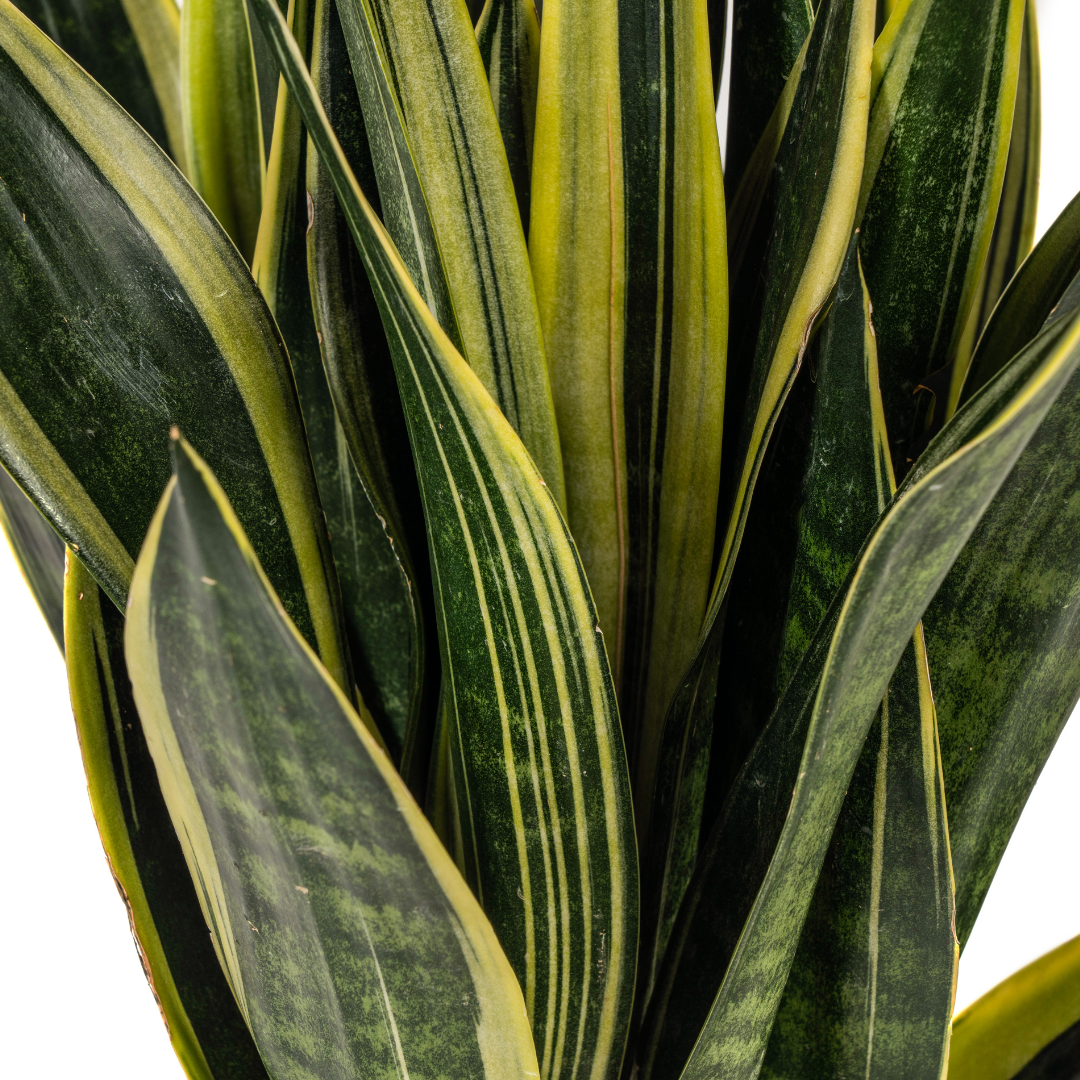 Bogenhanf - Schlangenpflanze - Sansevieria Trifasciata Canary | 45 - 55cm | Ø17cm