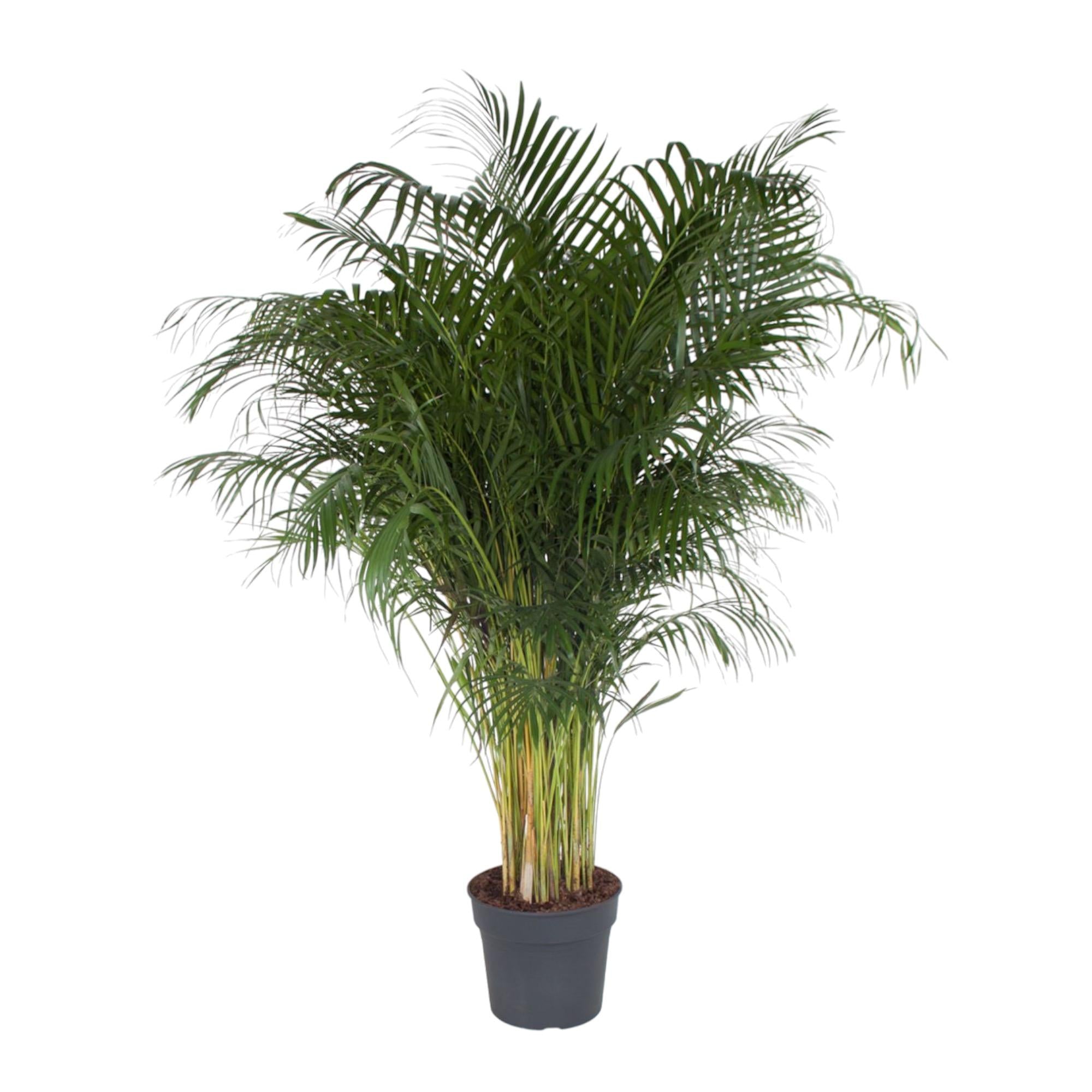 Dypsis Lutescens - Goldfruchtpalme XXL | 200 cm | Ø34 cm