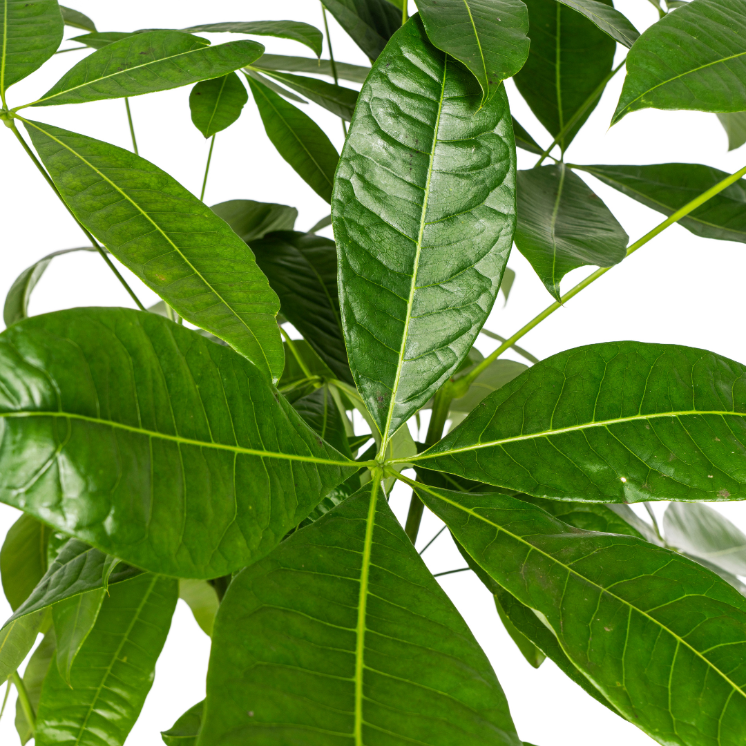 Glückskastanie - Geldbaum - Pachira Aquatica | 120 - 140cm | Ø24cm