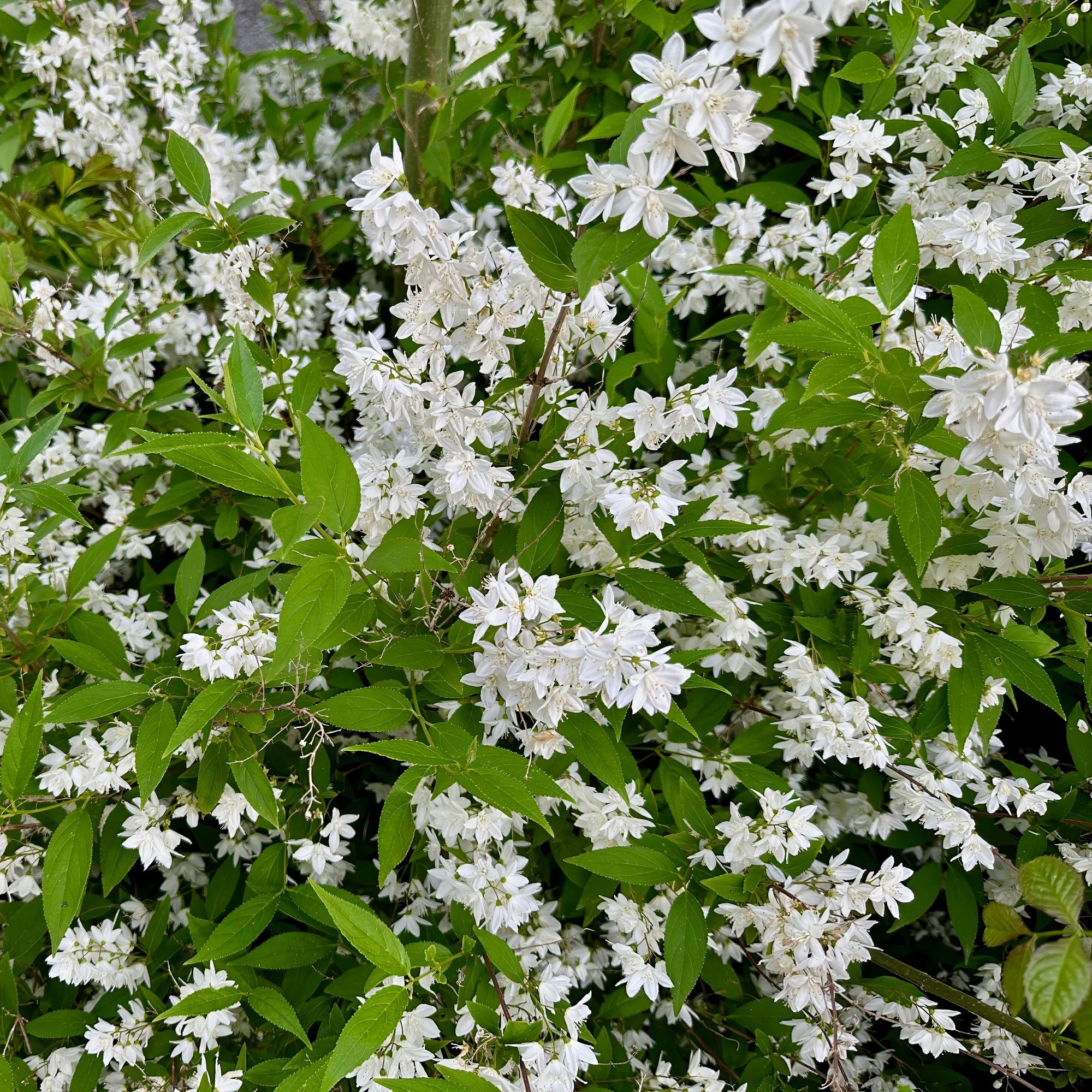 Maiblumenstrauch - Deutzia Gracilis | Topf 17cm Höhe 45cm