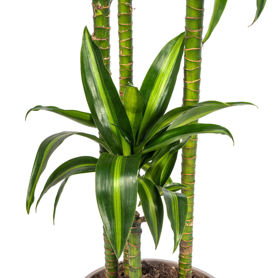 Drachenbaum - Dracaena Deremensis Hawaiian Sunshine | 170 - 190cm |  Ø27cm