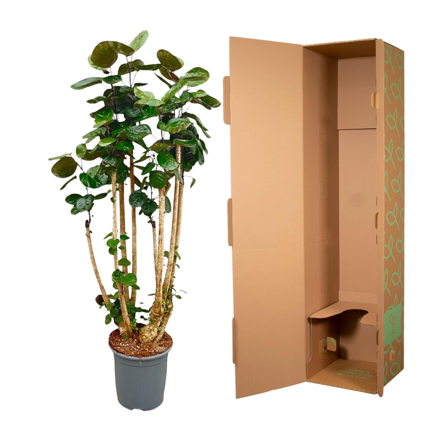 Polyscias Fabian - Fiederaralie XXL | 160 cm | Ø30 cm