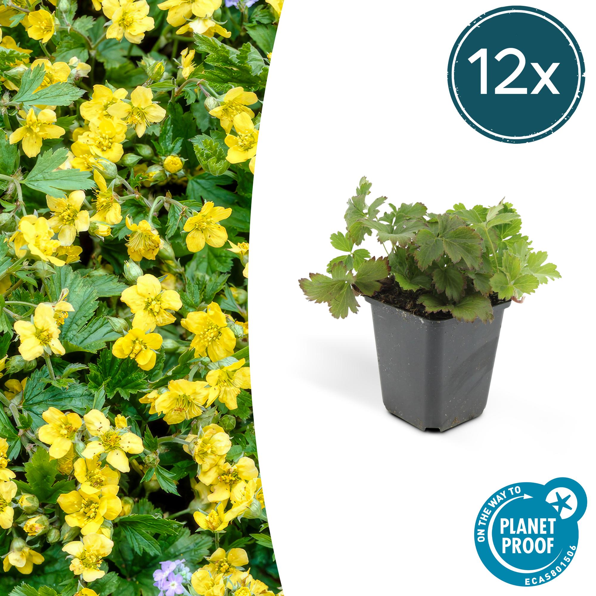 12x Golderdbeere Waldsteinia - Waldsteinie | 10-25 cm | Ø9 cm