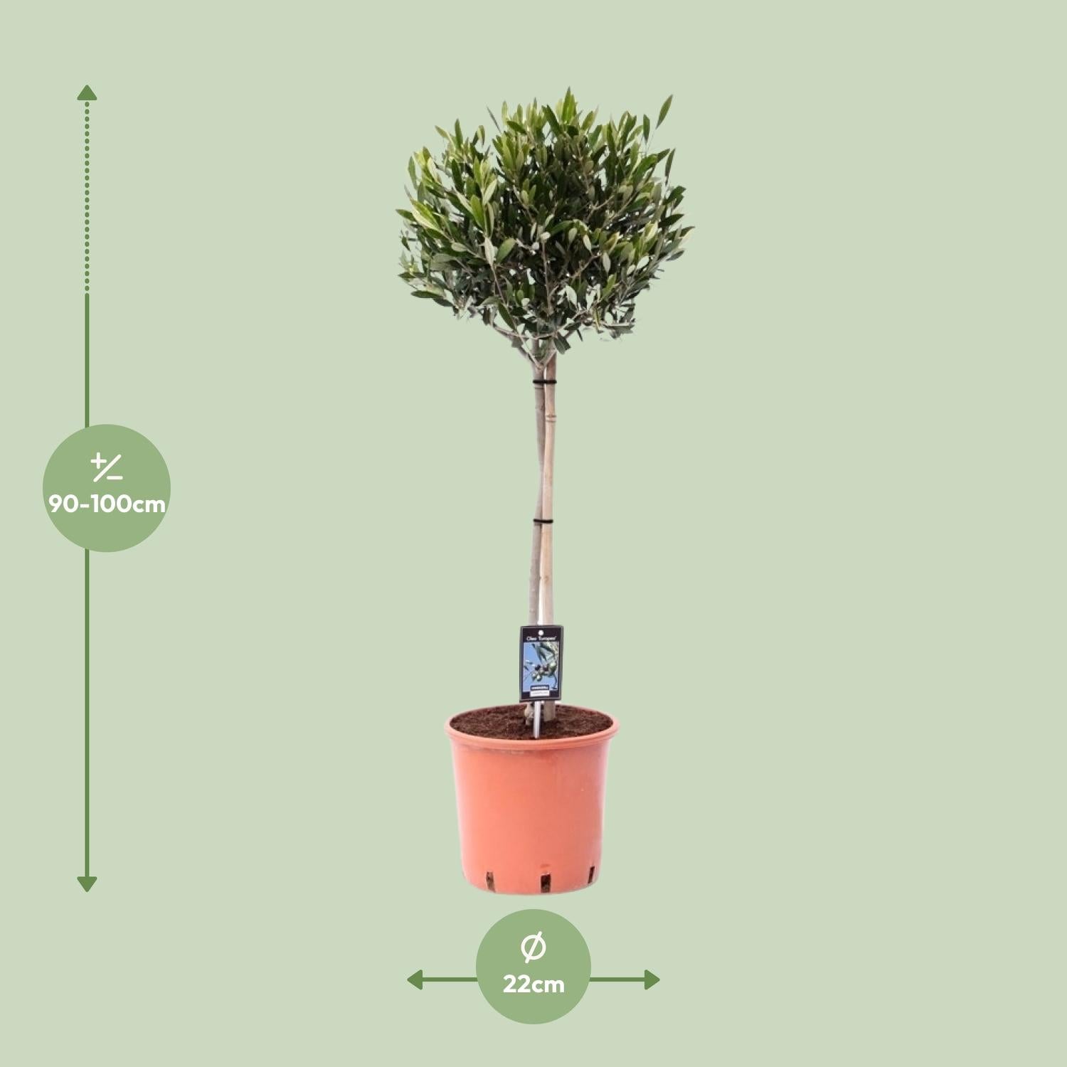 Olivenbaum – Olea europaea | 100cm |  Ø22cm