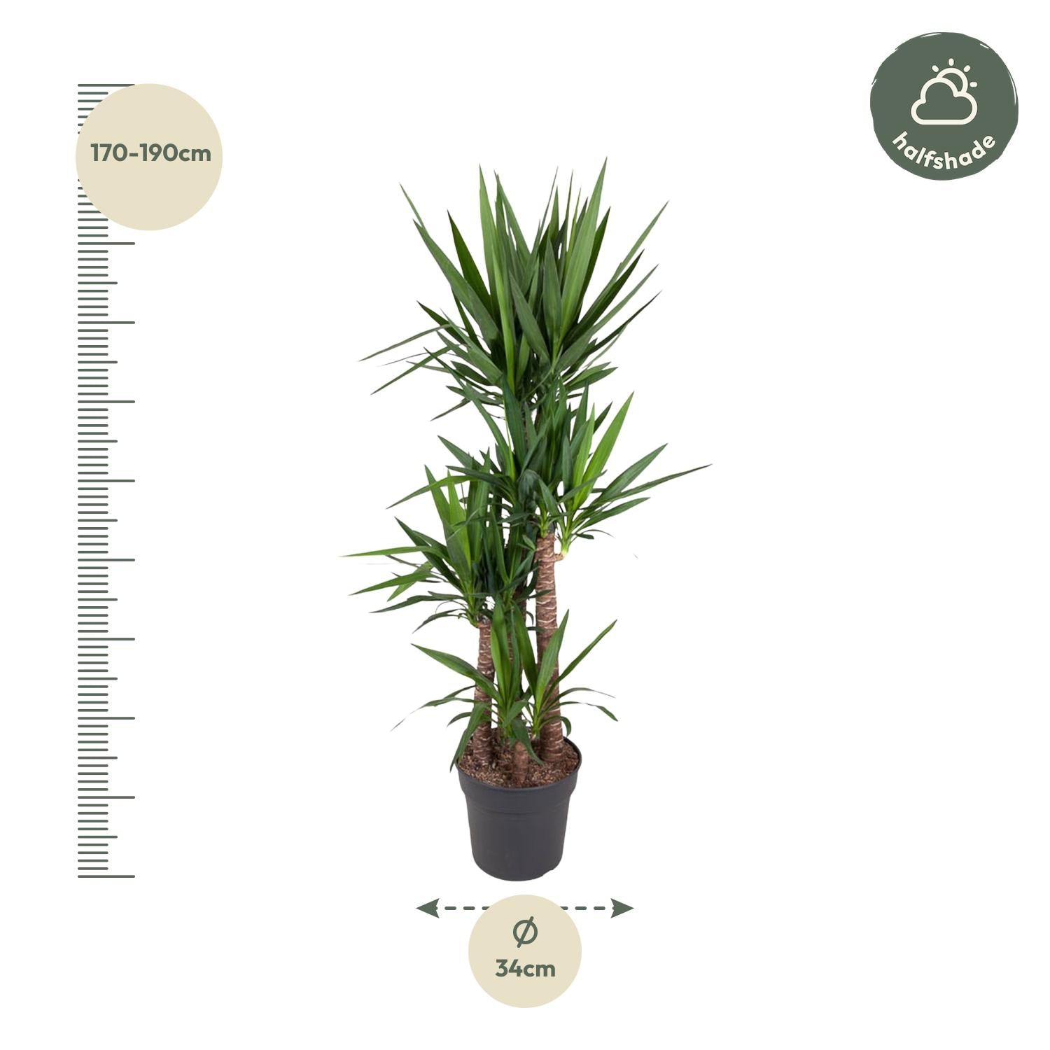 Palmlilie – Yucca Elephantipes | 180 cm | Ø34 cm