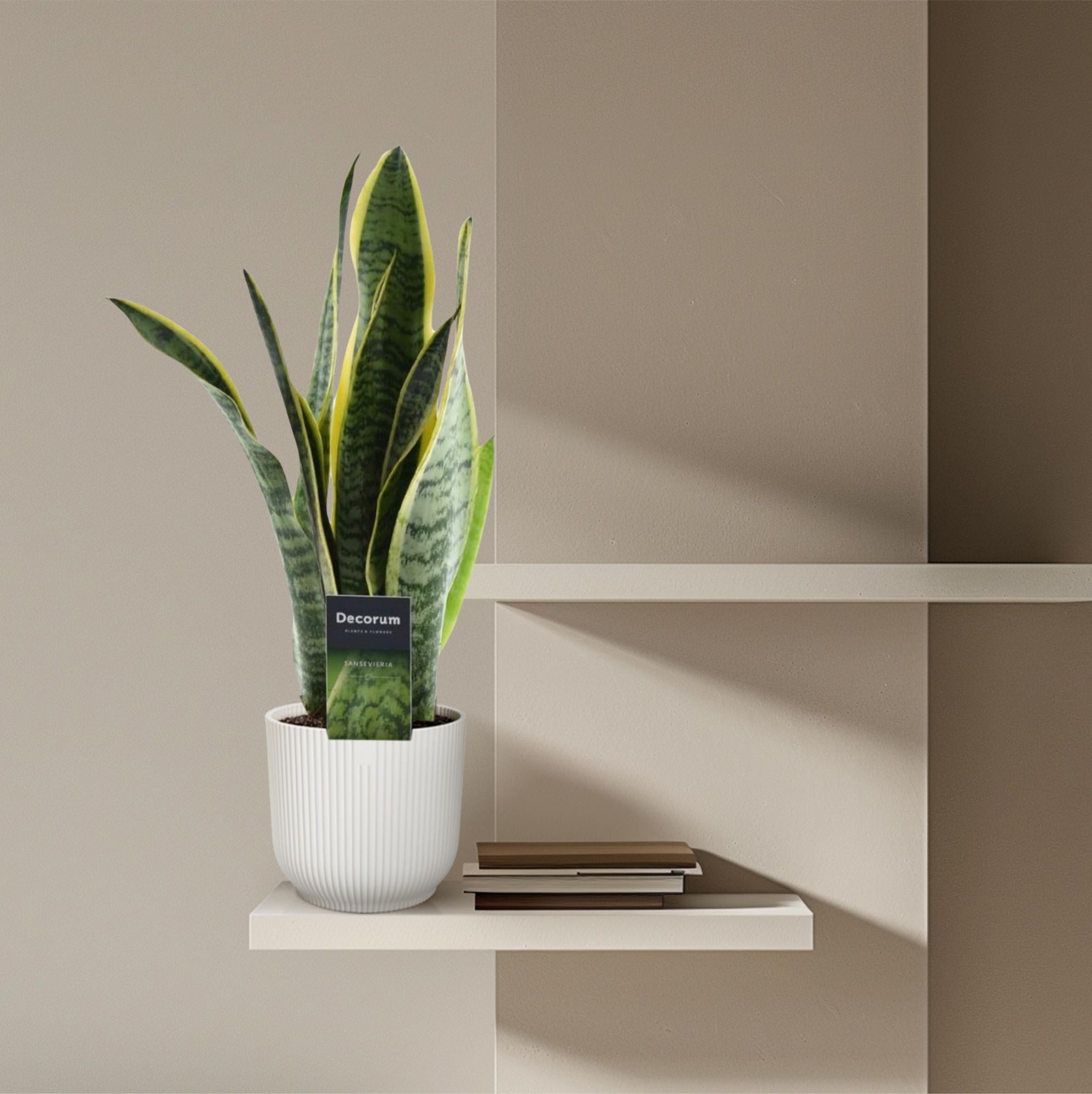 Schlangenpflanze/ Bogenhanf - Sansevieria Laurentii | 45 cm | Ø12