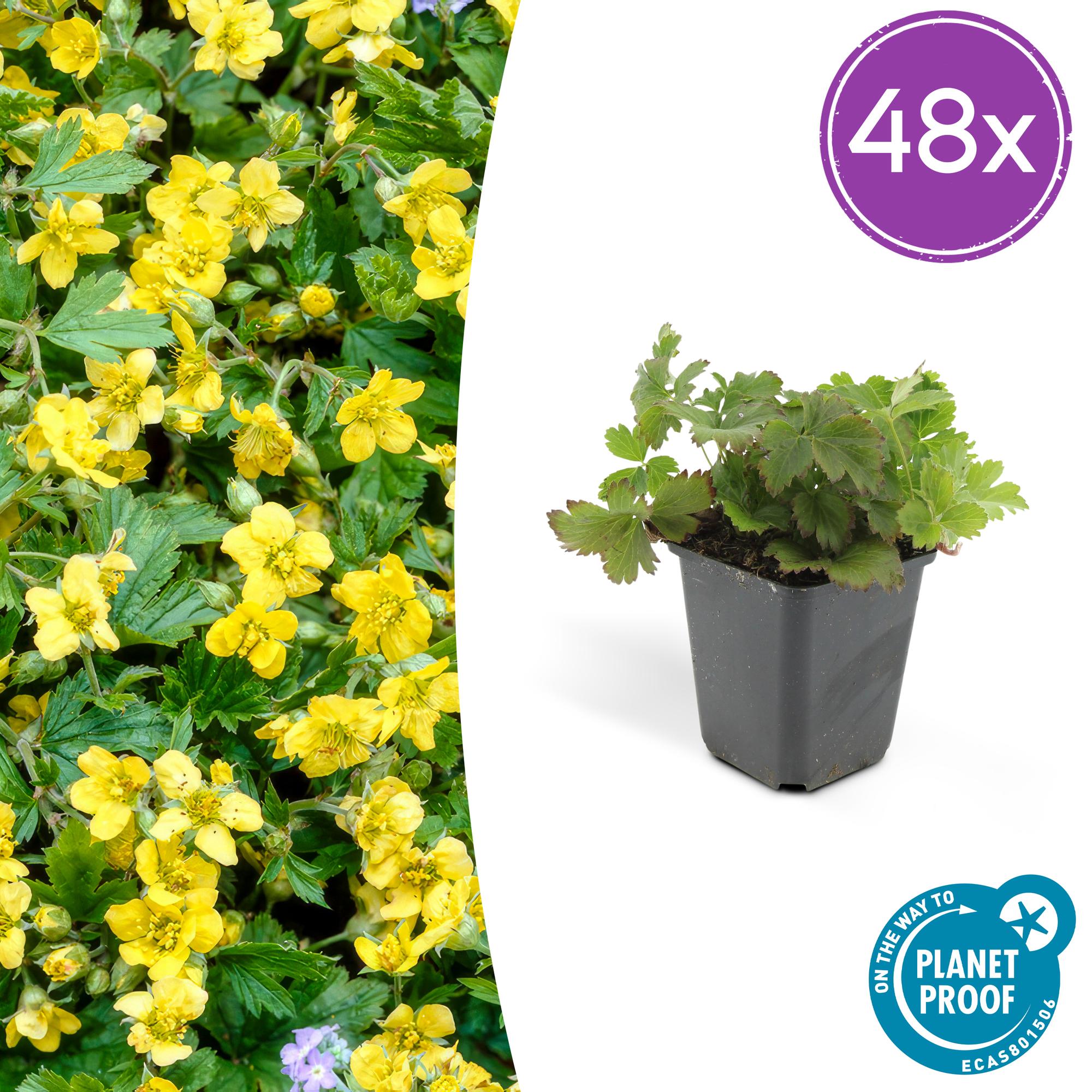 48x Golderdbeere Waldsteinia - Waldsteinie | 10-25 cm | Ø9 cm
