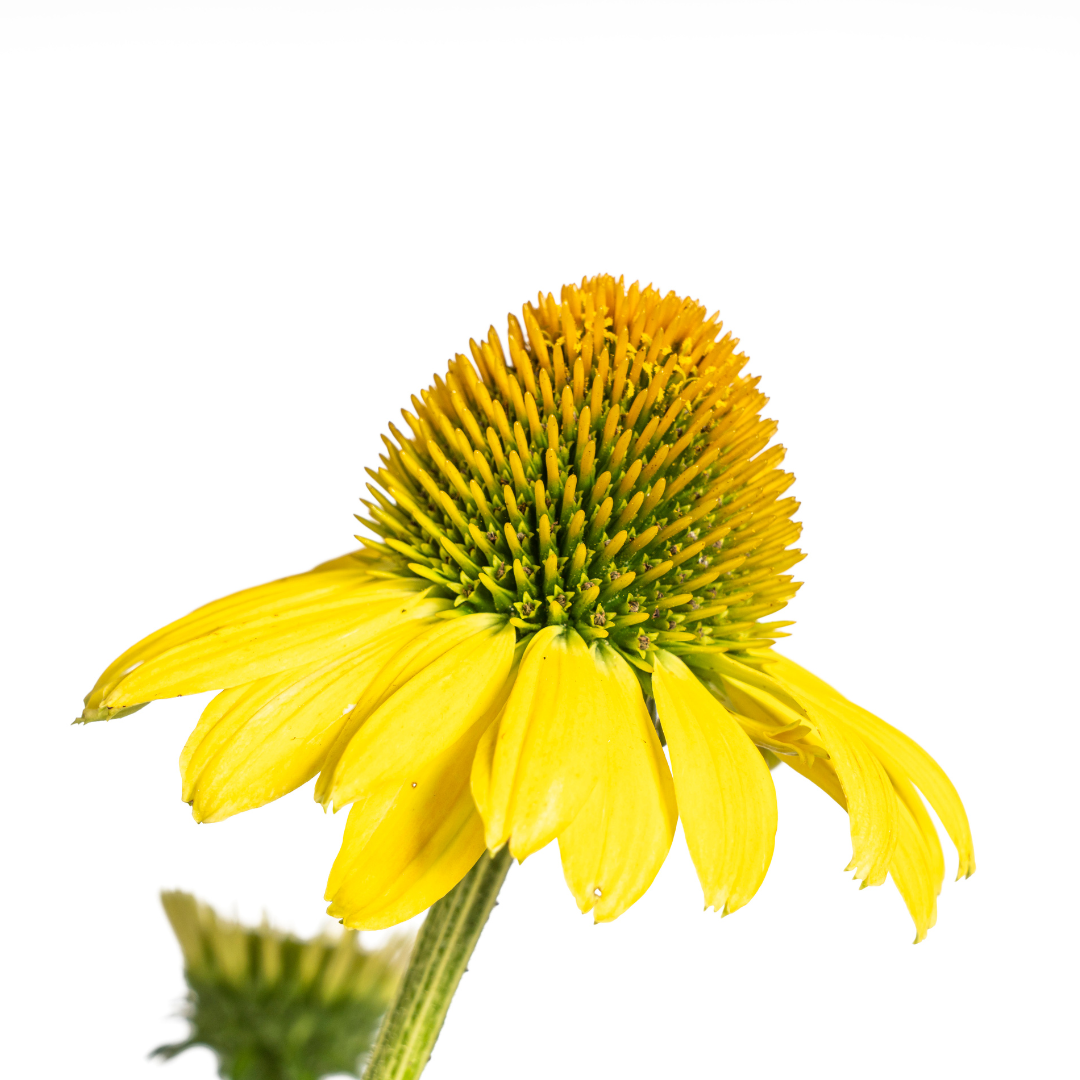 Purpur-Sonnenhut - Echinacea purpurea Yellow | 60-70 cm | Ø19 cm