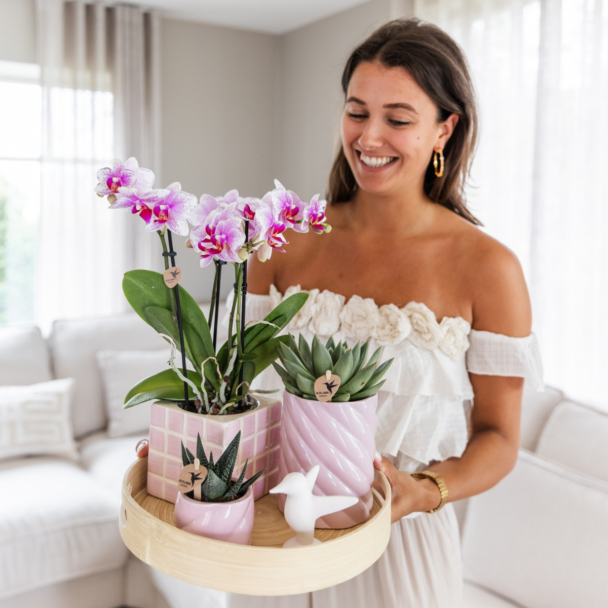Rosa Phalaenopsis Orchidee - Mineral Rotterdam - Topfgröße Ø9cm | blühende Topfpflanze - frisch vom Züchter