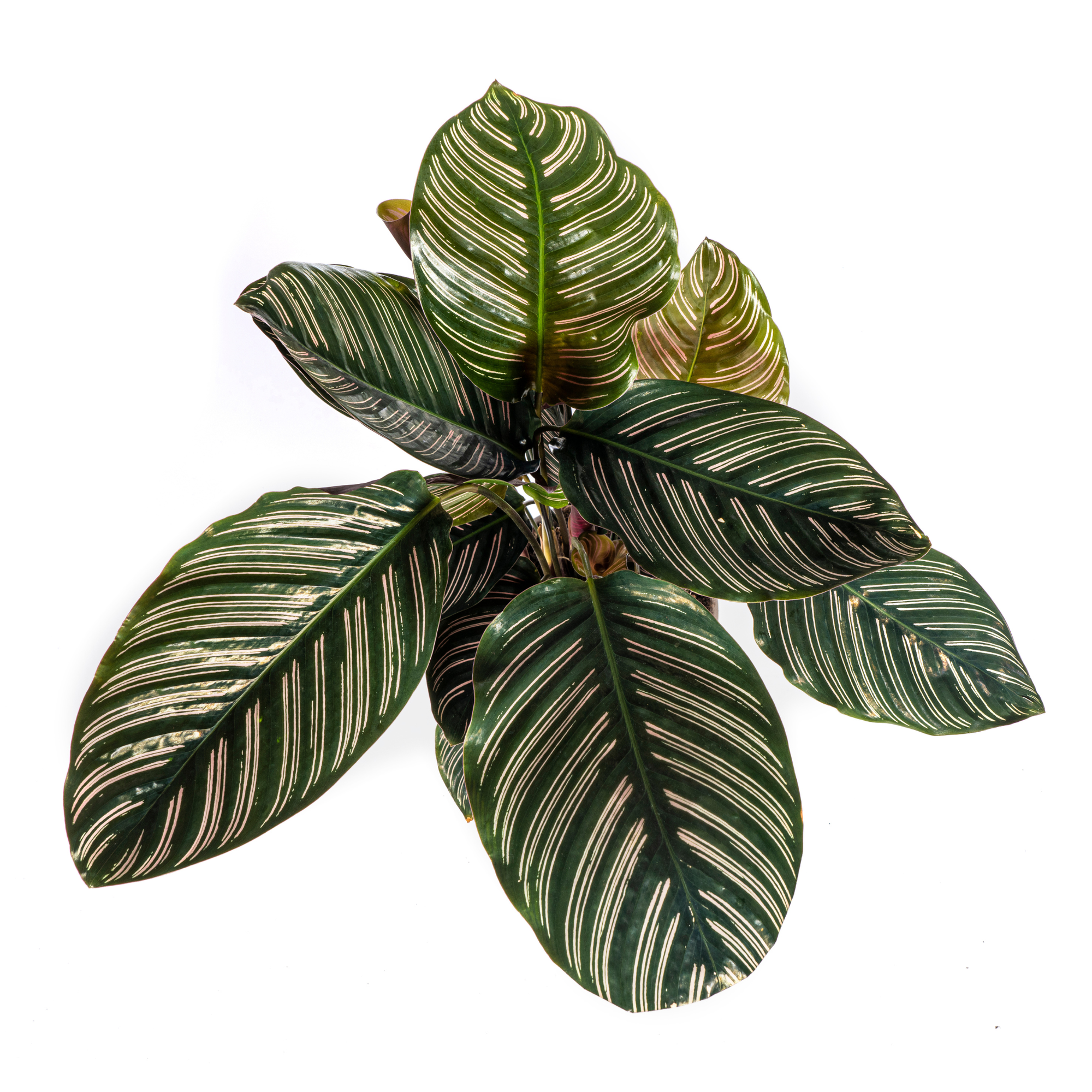 Korbmarante - Calathea Ornata Sanderiana | 40 - 50cm | Ø17cm