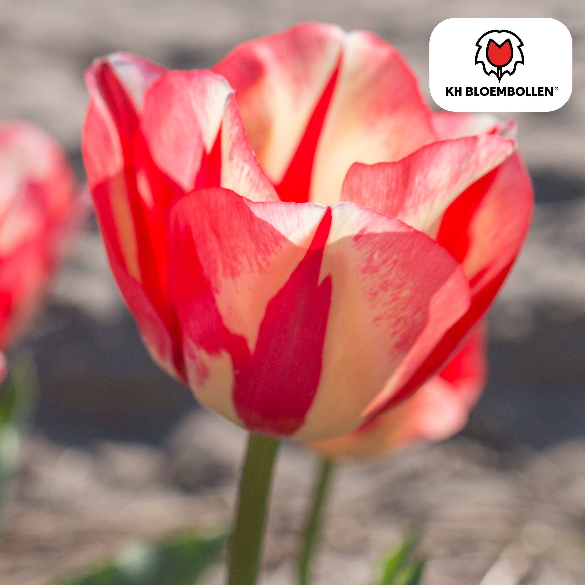Tulpe Spring Break – Tulipa Spring Break | ca. 45–55 cm | 20 Zwiebeln Größe 11/12