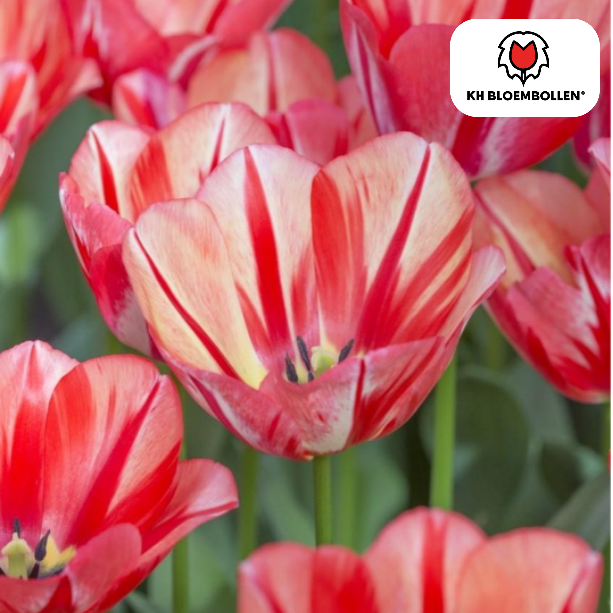 Tulpe Spring Break – Tulipa Spring Break | ca. 45–55 cm | 20 Zwiebeln Größe 11/12