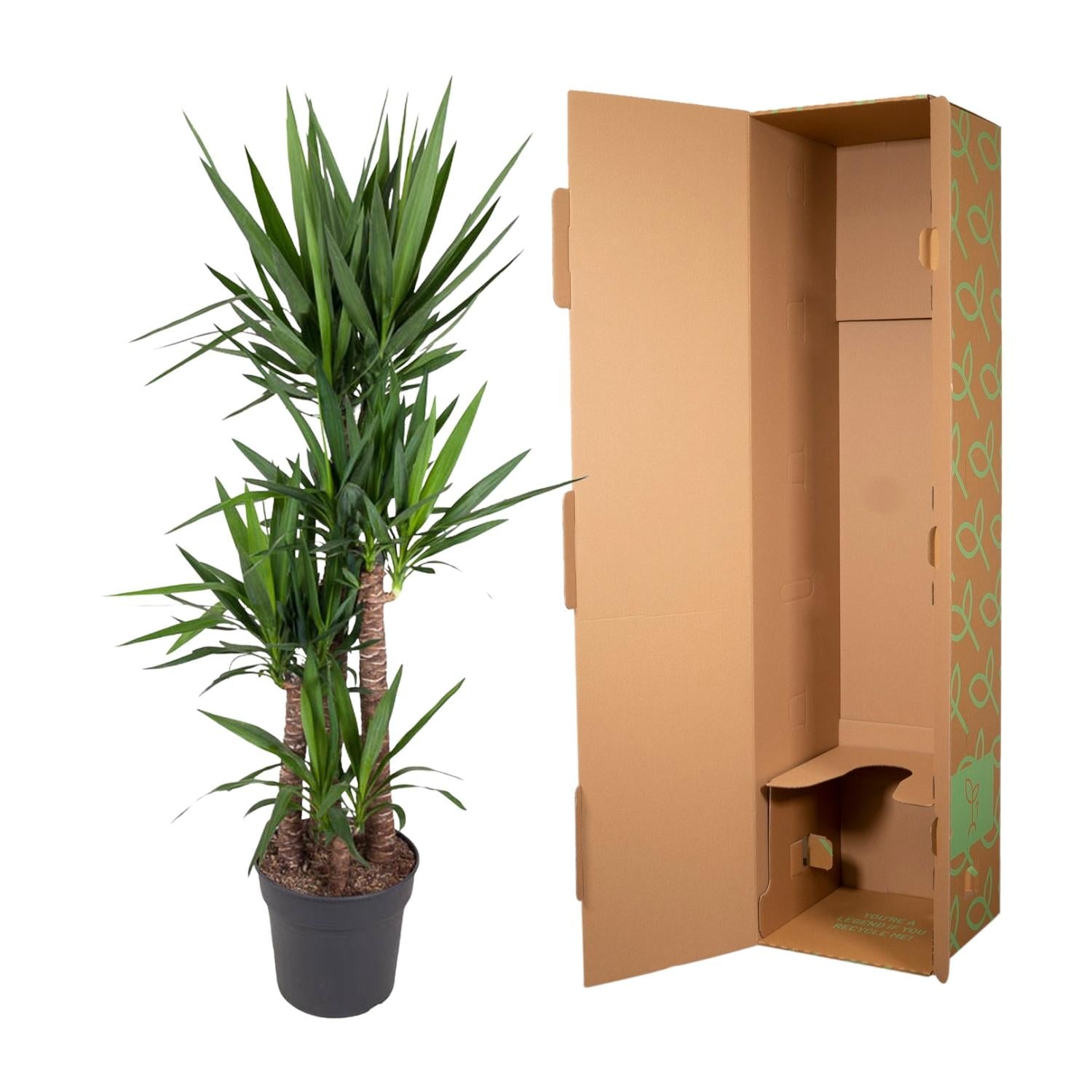 Palmlilie – Yucca Elephantipes | 180 cm | Ø34 cm
