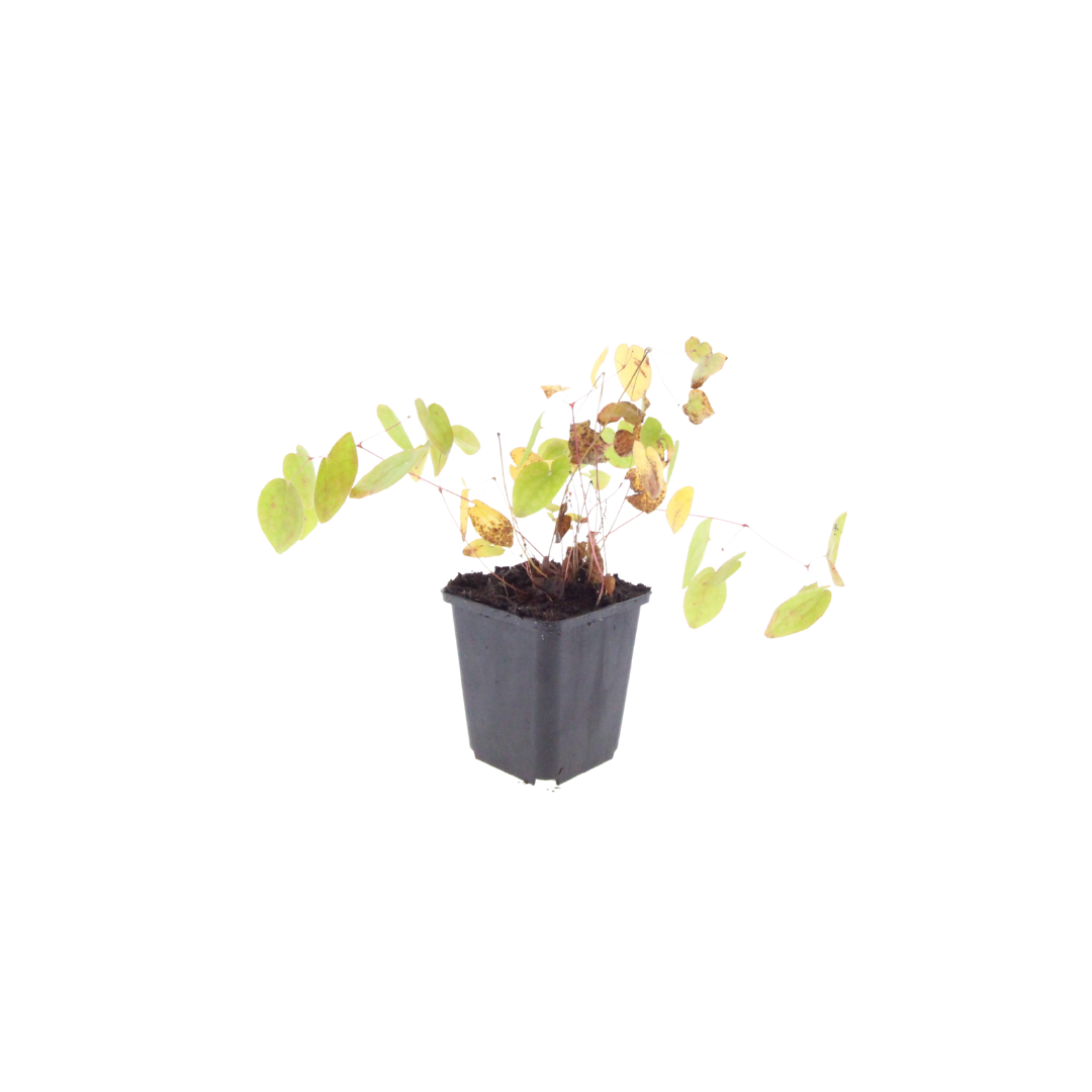 12x Elfenblume - Epimedium × youngianum ‘Niveum’ | 10-25 cm | Ø9 cm