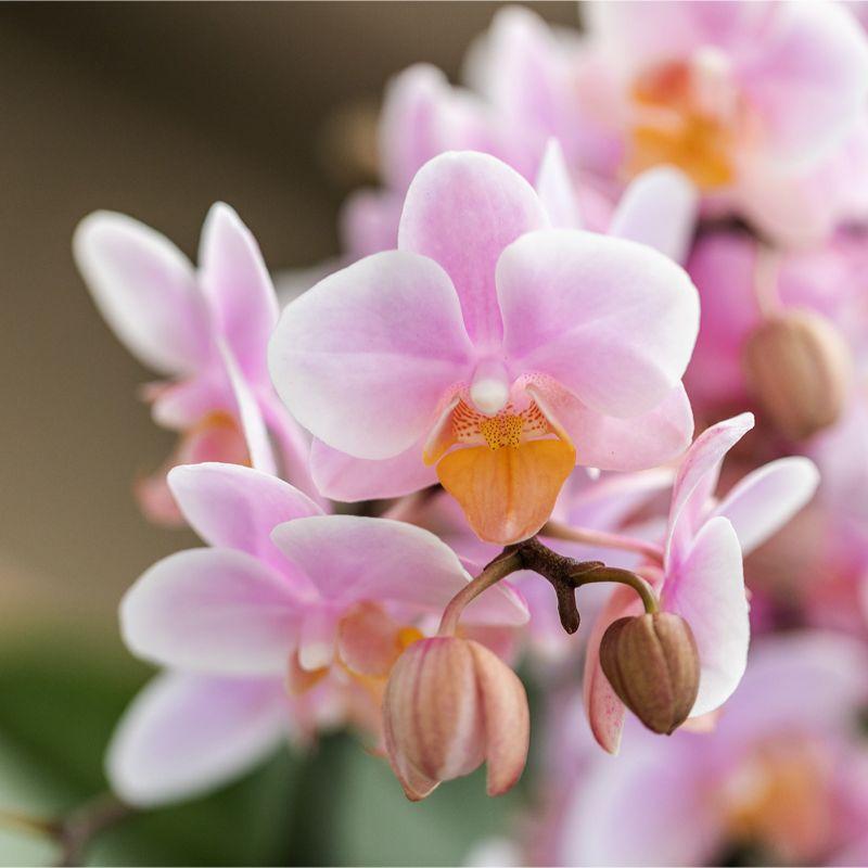 Rosa Phalaenopsis Orchidee - Andorra - Topfgröße Ø9cm | blühende Zimmerpflanze - frisch vom Züchter